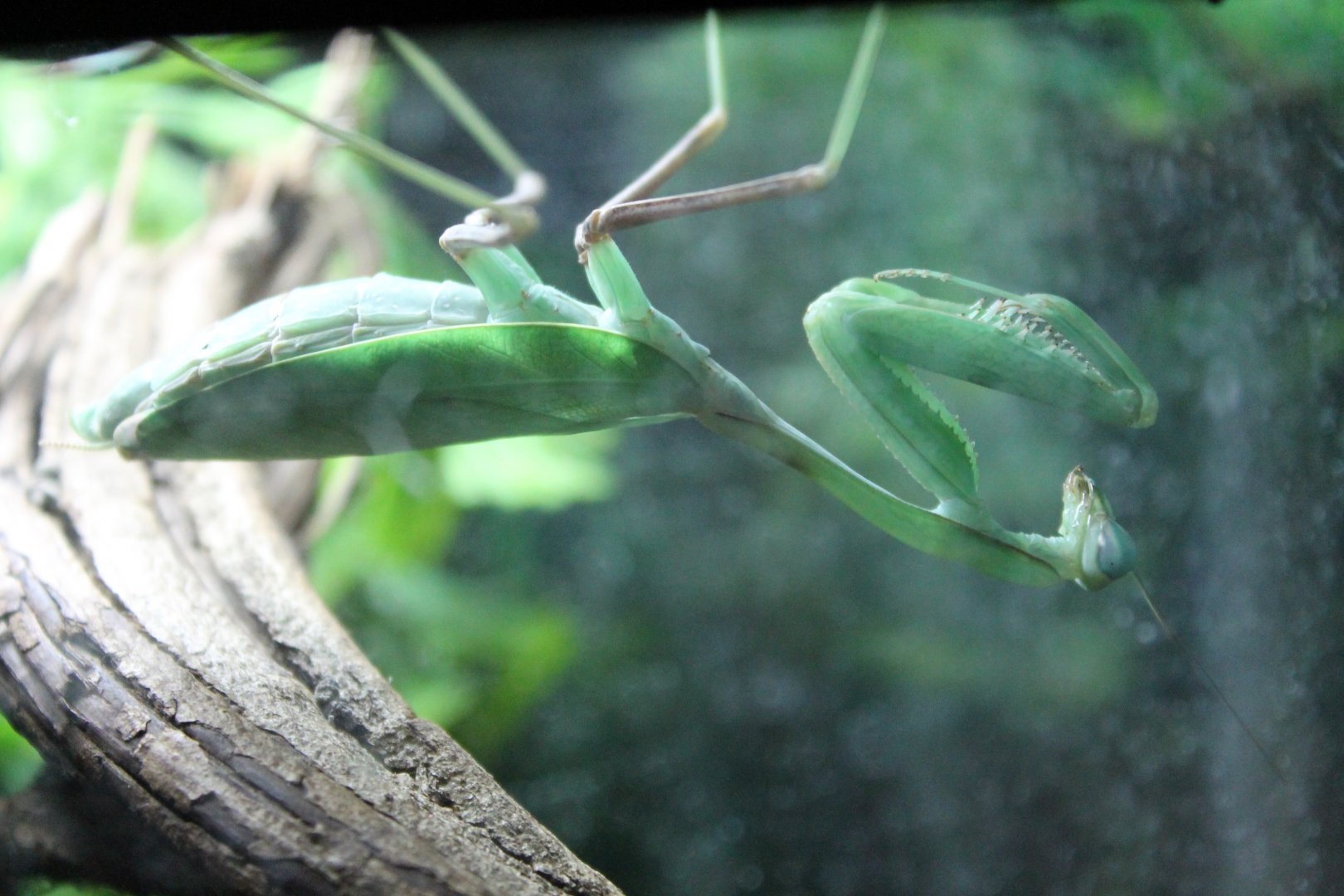 Praying mantis