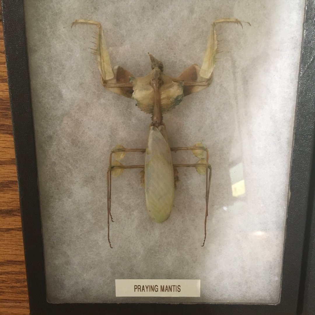 Praying Mantis