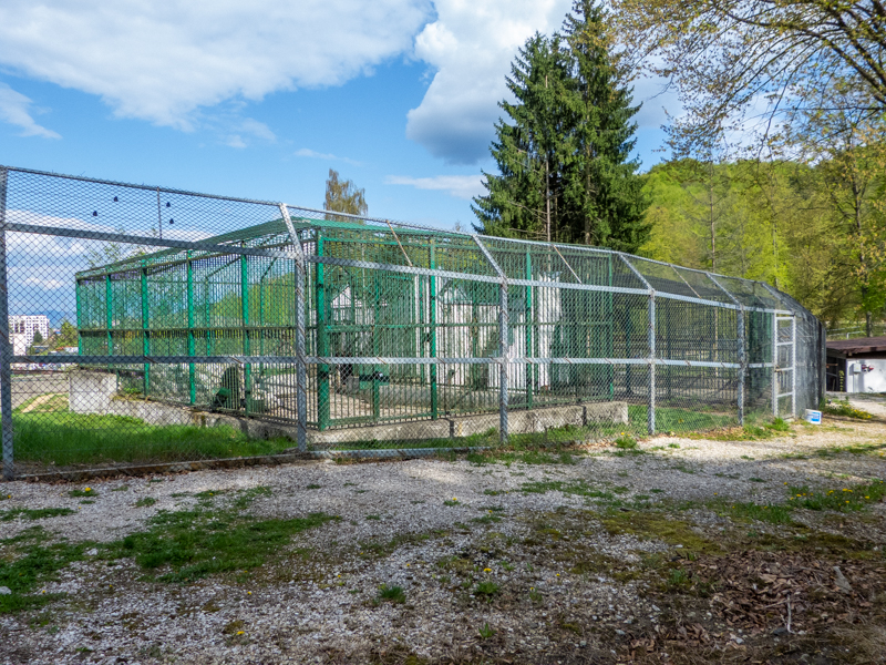 pre-enclosure brown bear