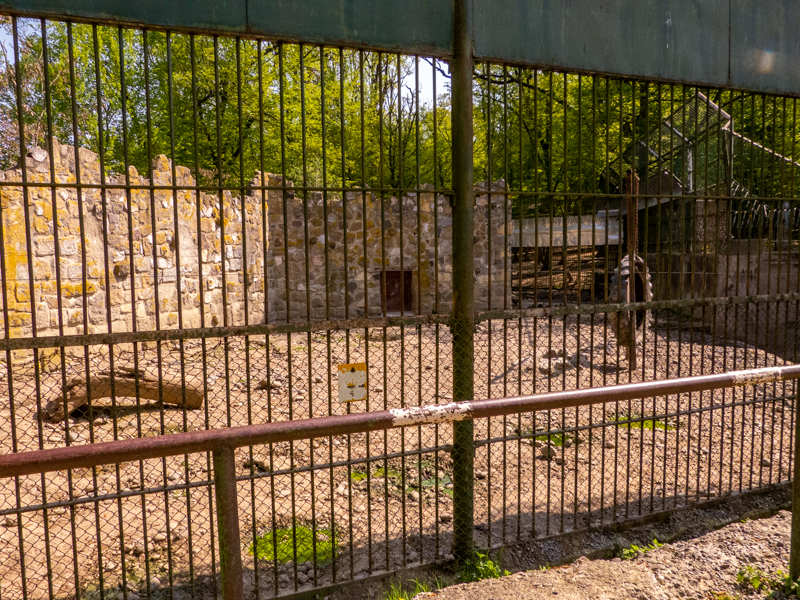 pre-enclosure of wolves