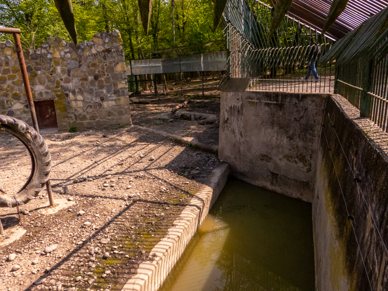 pre-enclosure of wolves