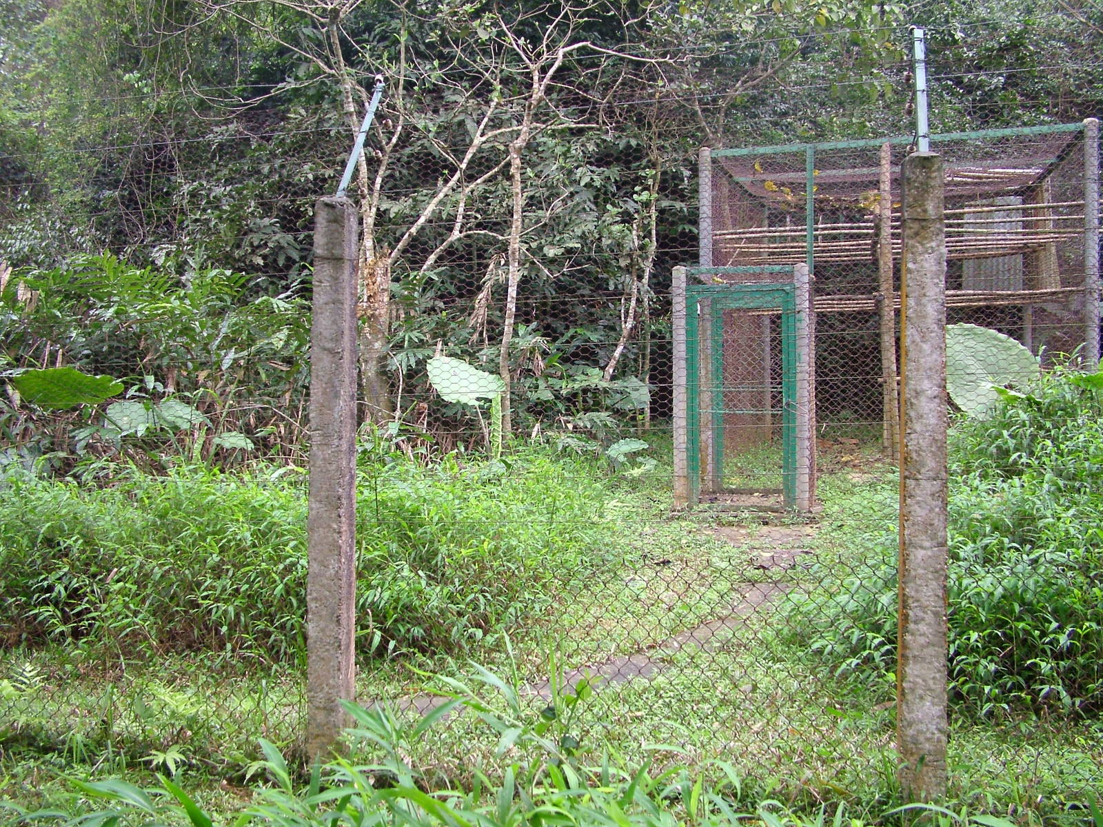 Pre-Release (Semi-wild) Enclosure at EPRC Cuc Phuong, 10/03/12