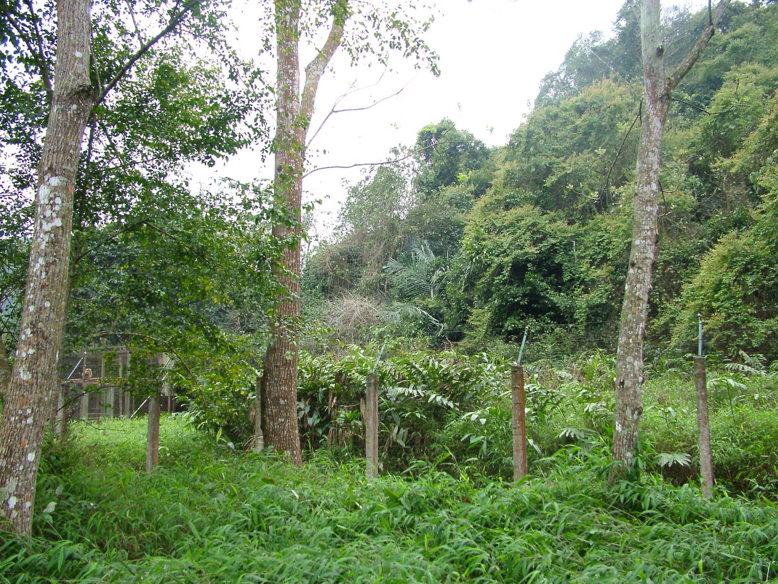 Pre-Release (Semi-wild) Enclosure at EPRC Cuc Phuong, 10/03/12