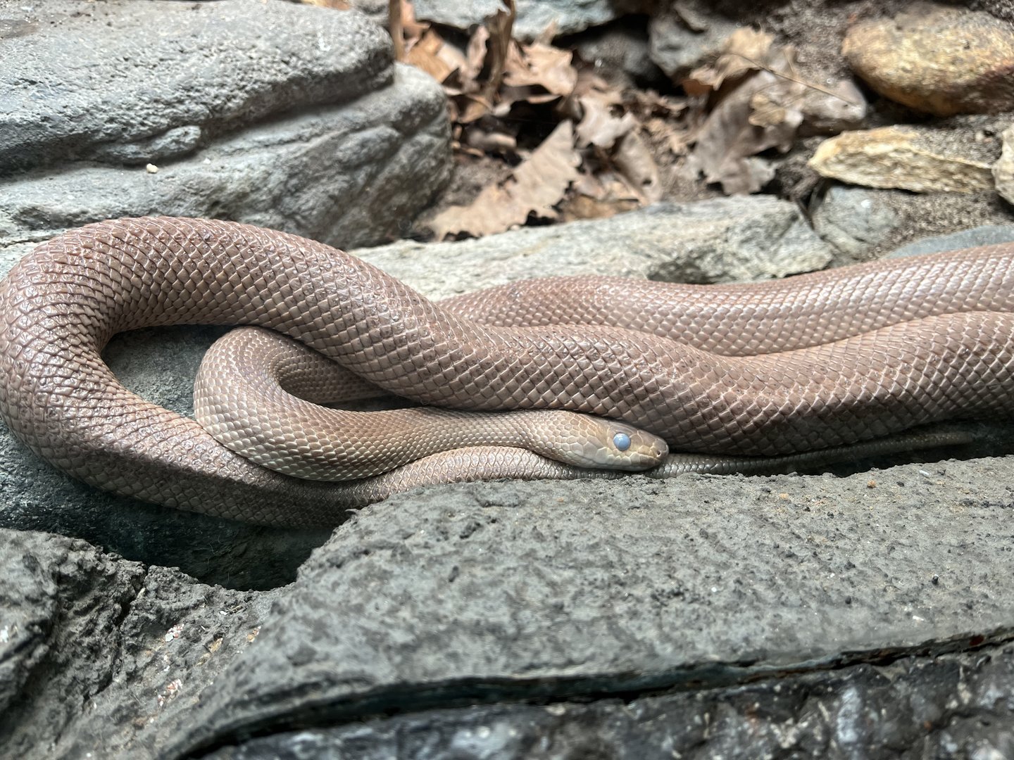 Pre-shed Baja Rat Snake