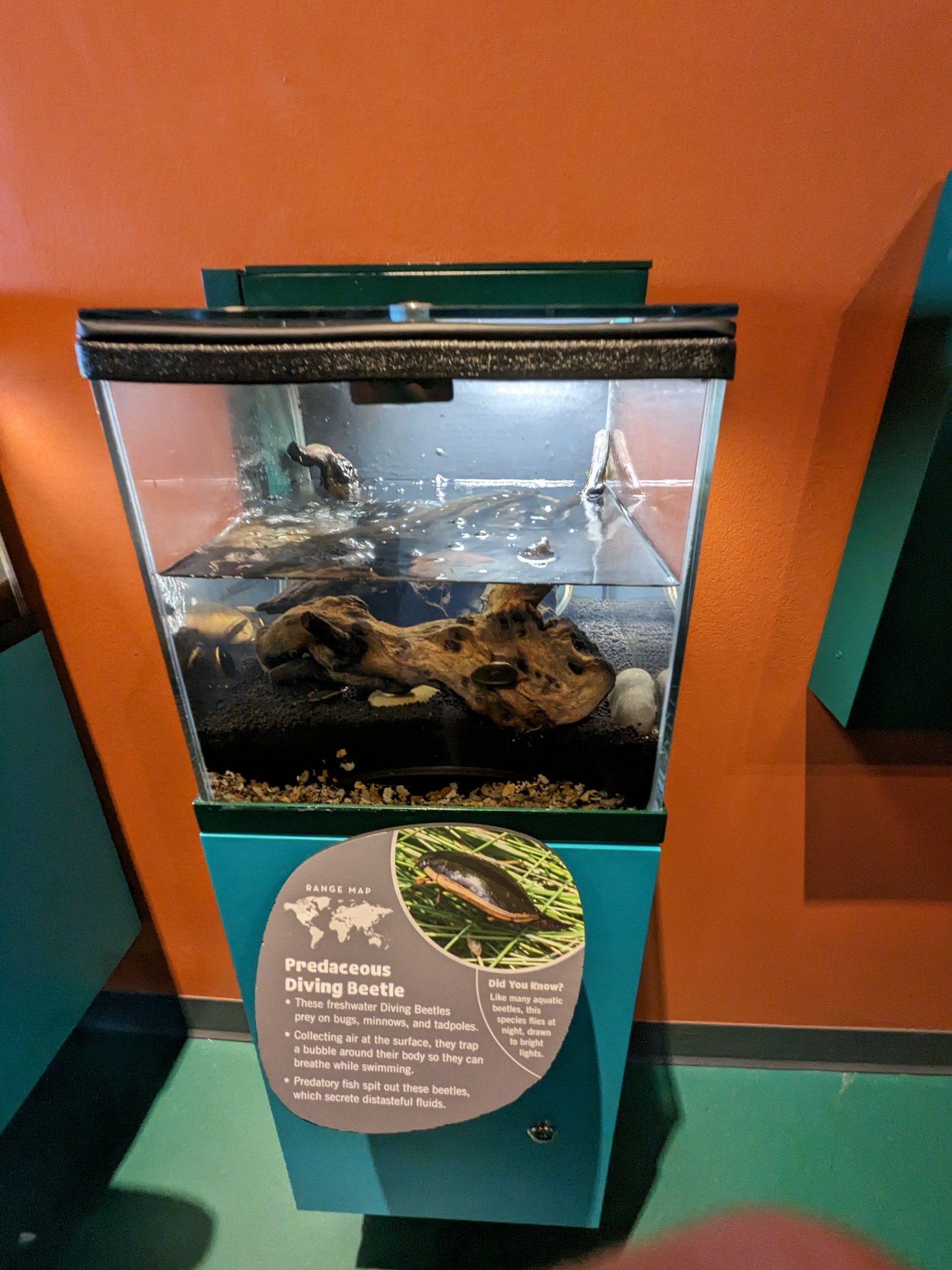 Predacious diving beetle