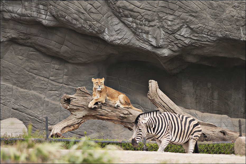 Predator and prey at Hamburg