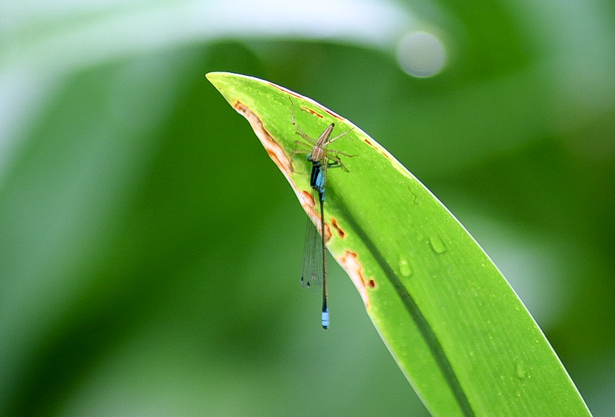 Predator and Prey - Lynx Spider and Damselfly