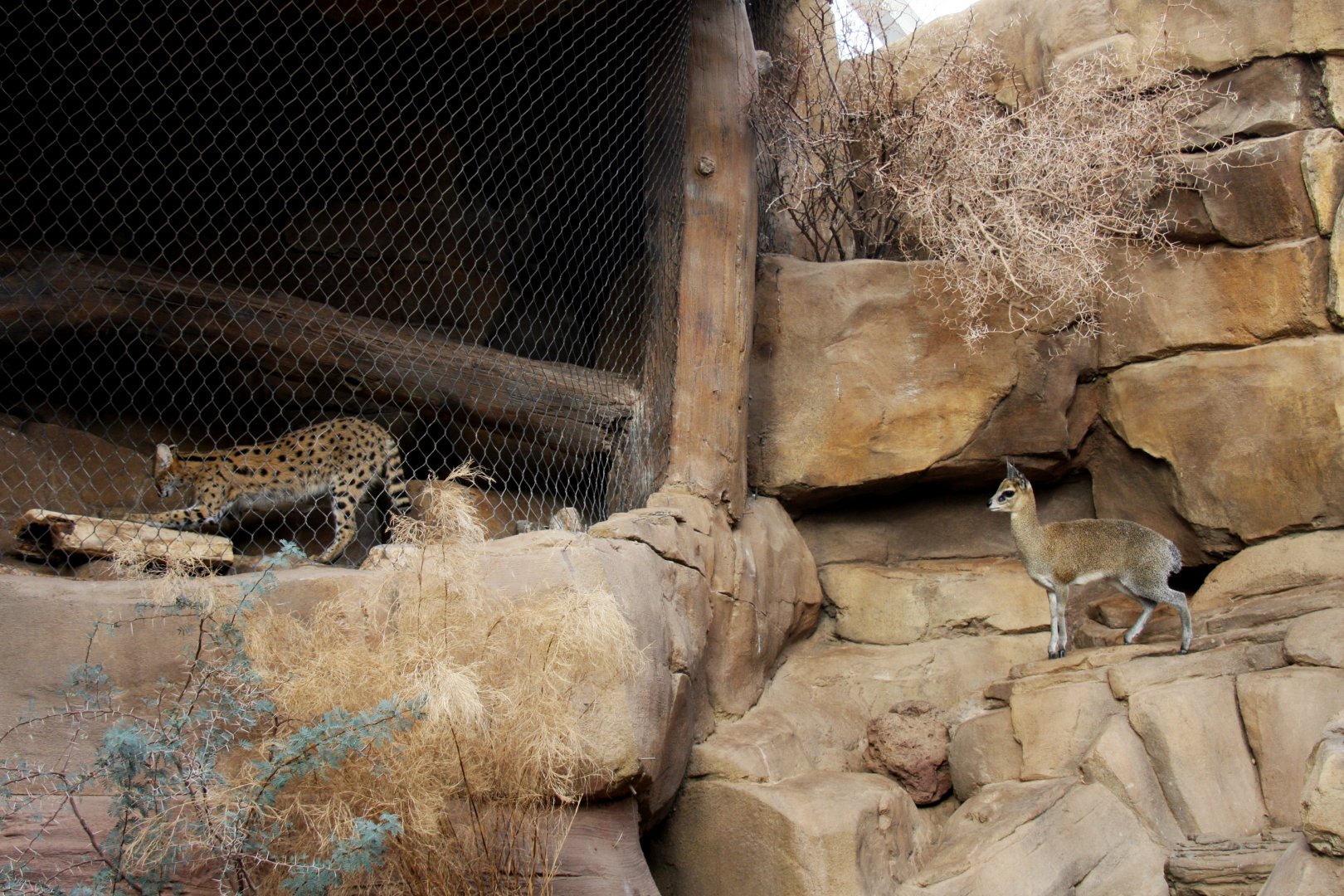 Predator and Prey:  serval (Leptailurus serval) & Stevenson's Klipspringer (Oreotragus oreotragus stevensoni) 2010
