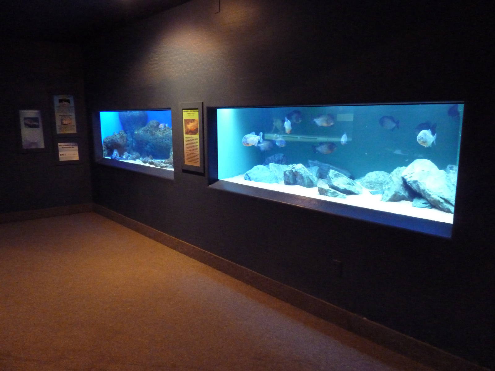 Predator Exhibits (4 Species)