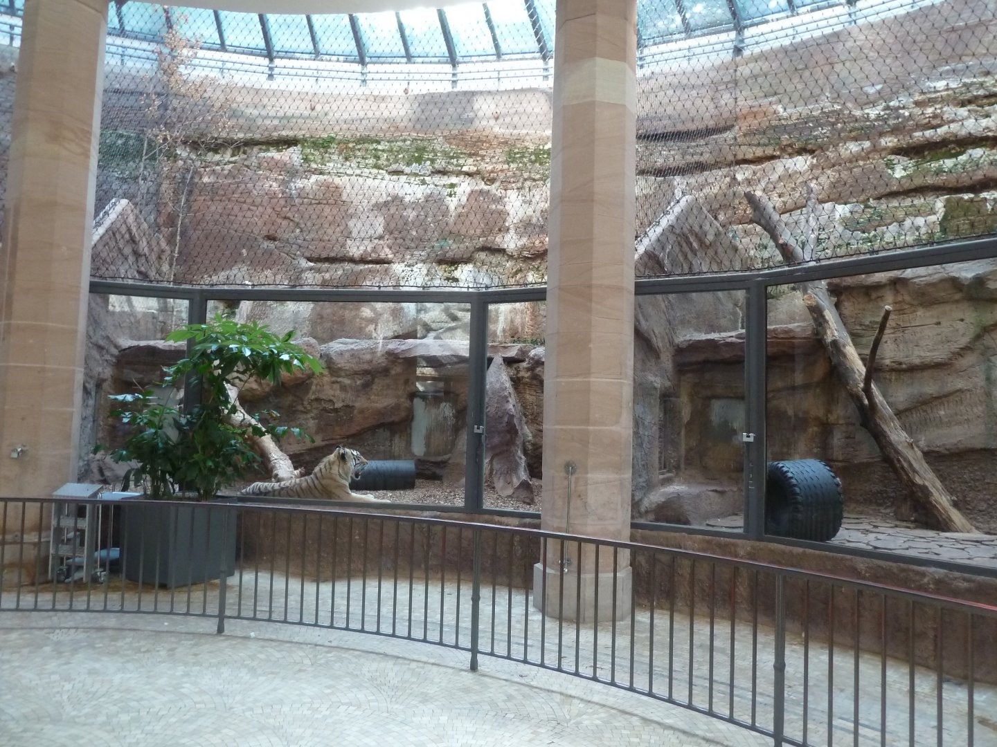 Predator house - Siberian tiger