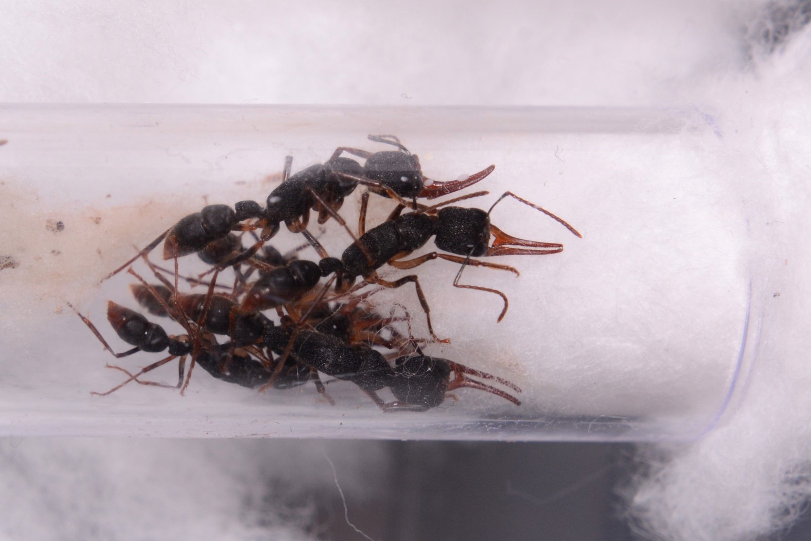 Predator jumping ant (Harpegnathos venator)
