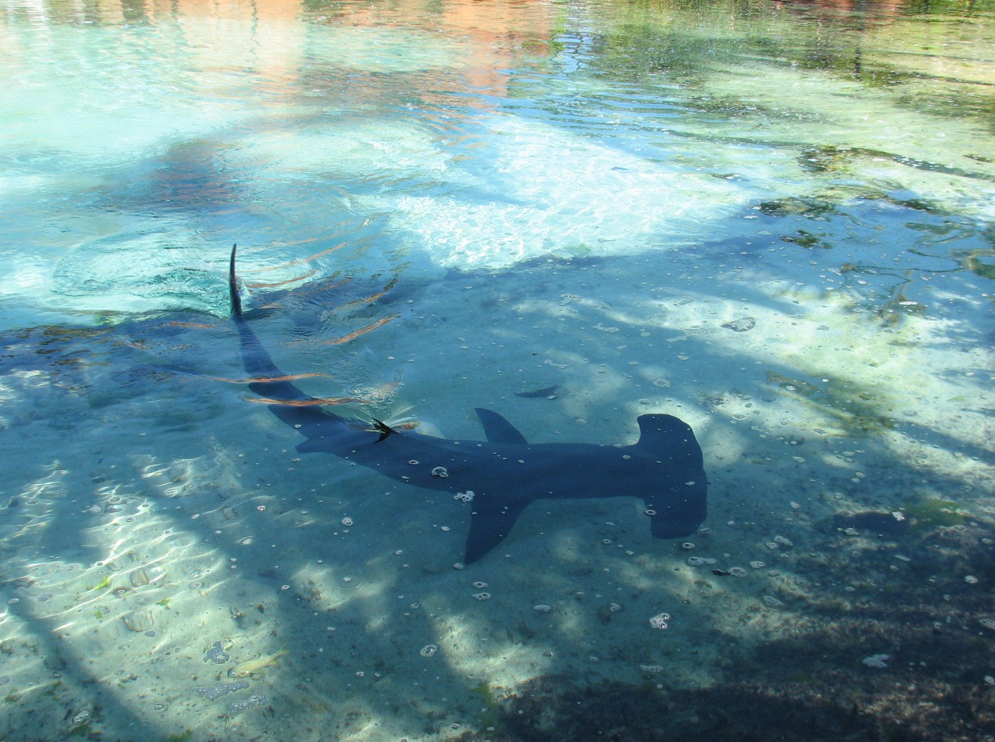 Predator Lagoon - Great Hammerhead