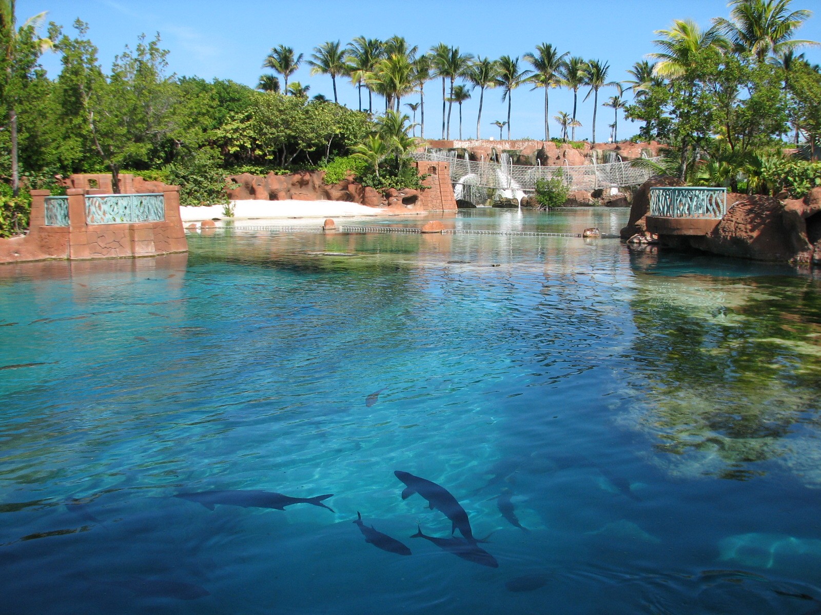 Predator Lagoon - Top View
