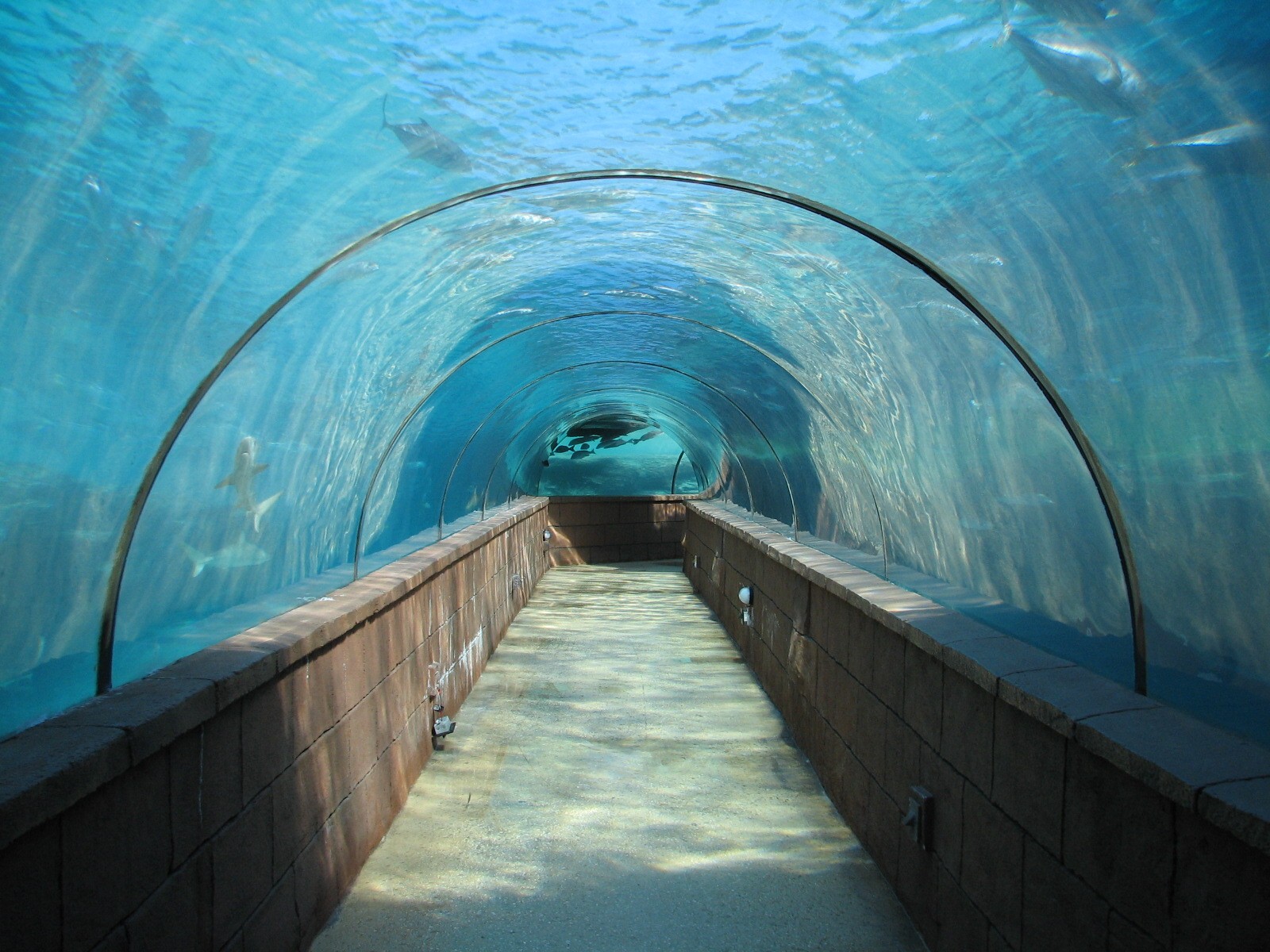 Predator Lagoon - Tunnel