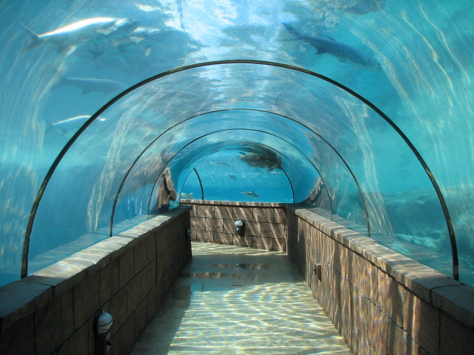 Predator Lagoon - Tunnel
