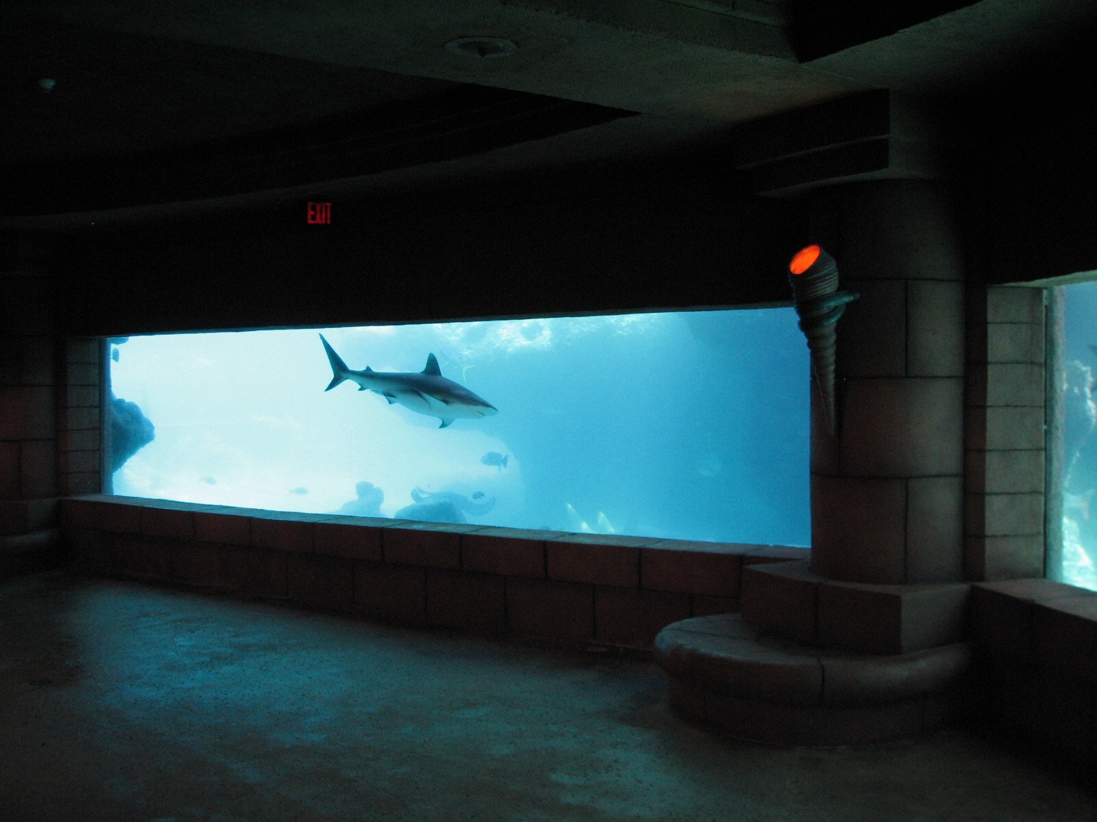 Predator Lagoon -  Underwater Viewing Area