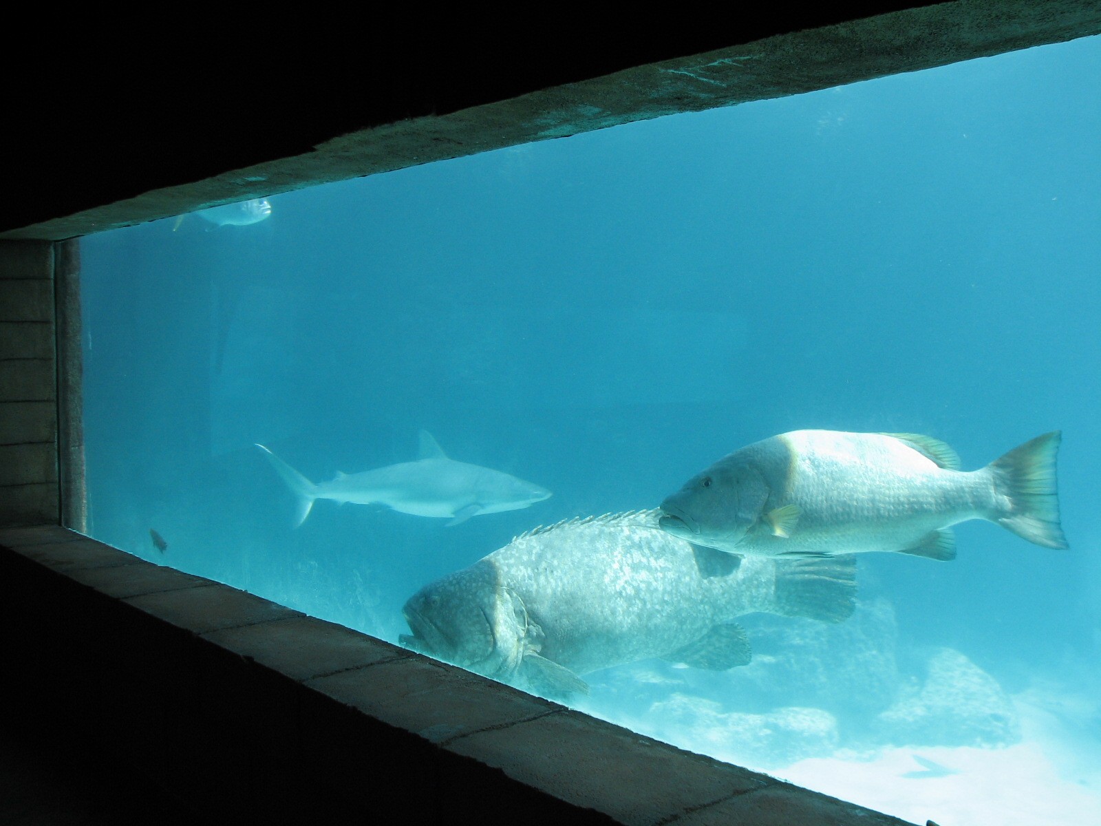Predator Lagoon -  Underwater Viewing Area