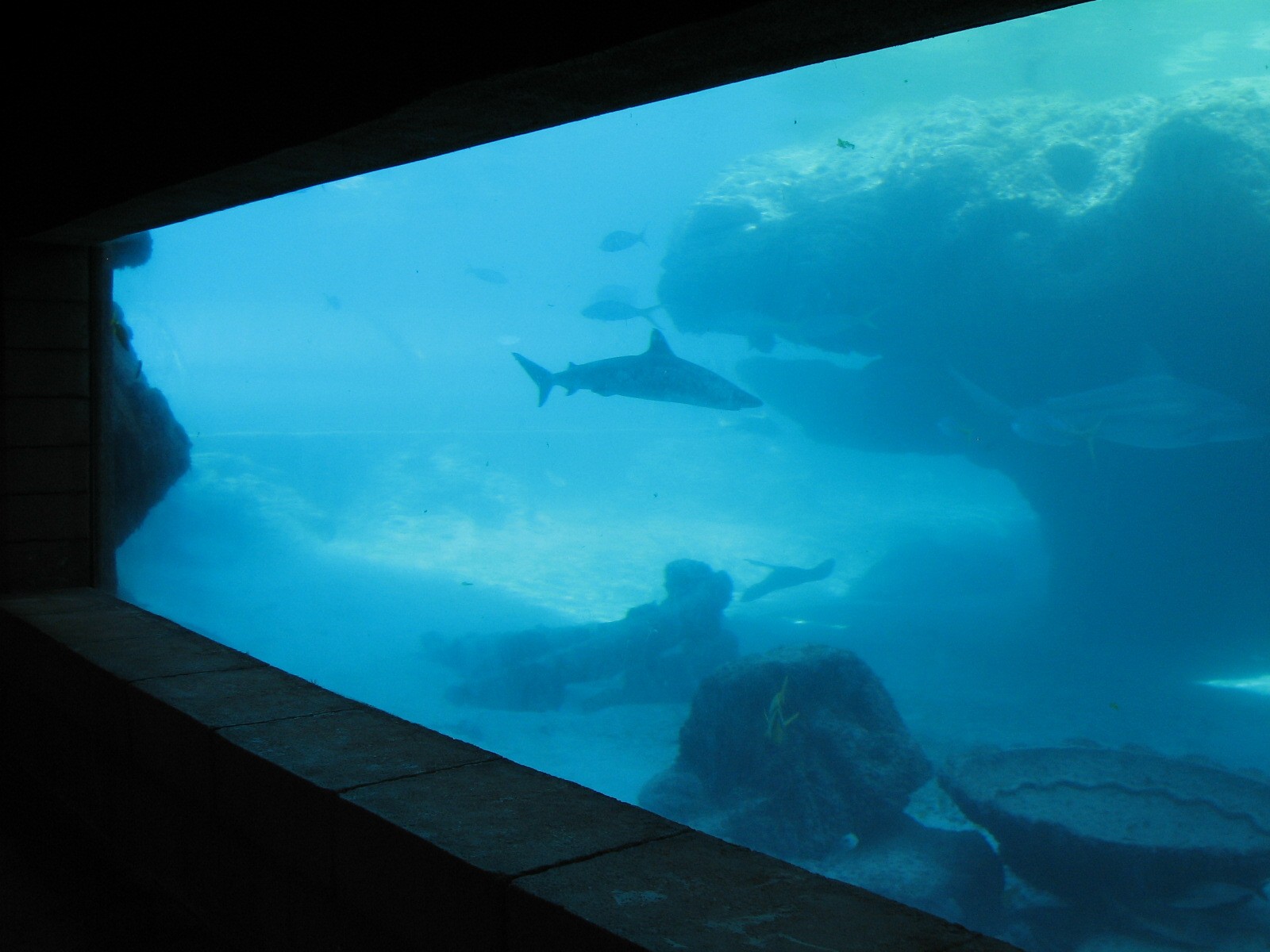 Predator Lagoon -  Underwater Viewing Area