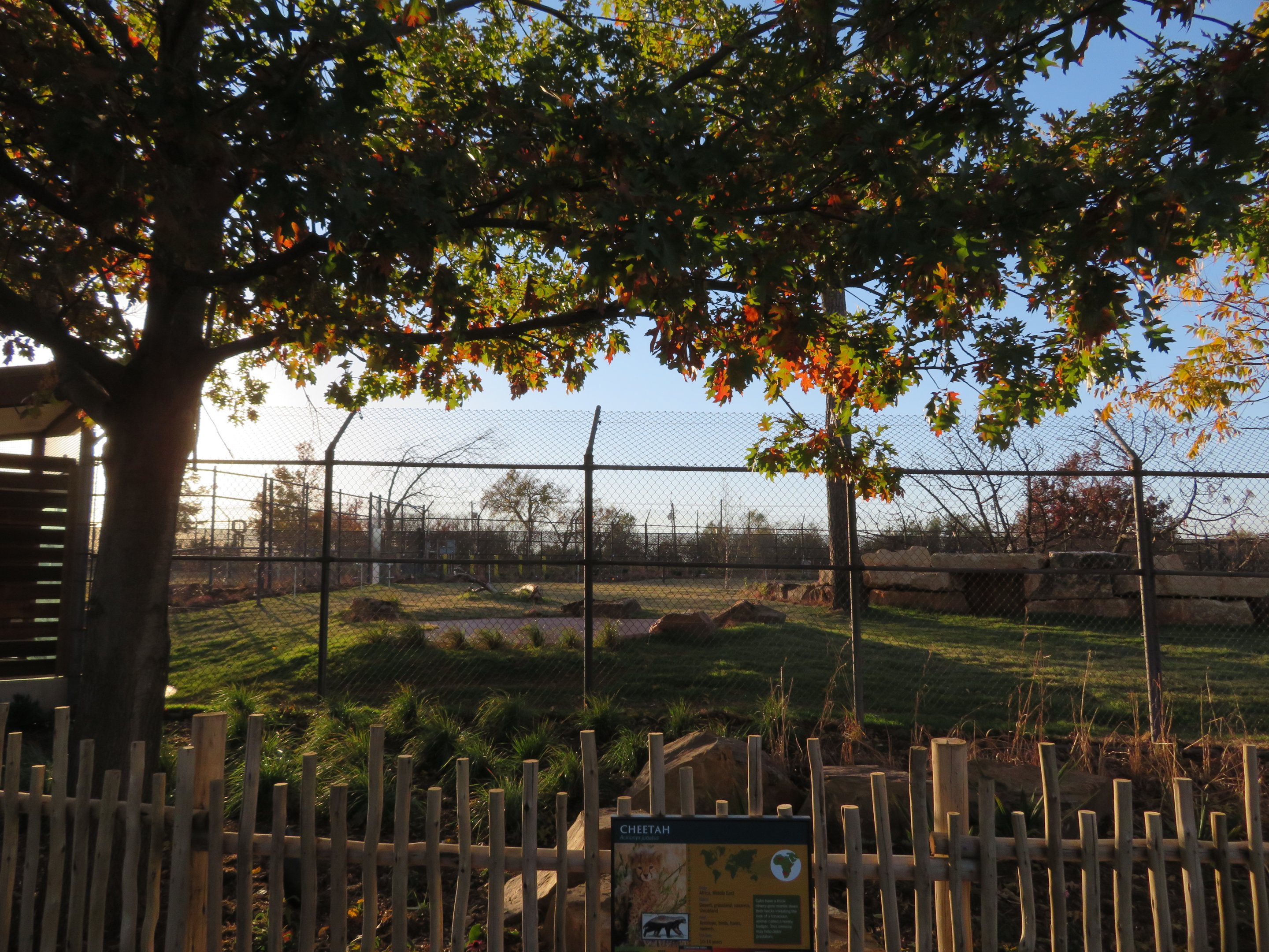 Predator Pass - Cheetah Exhibit