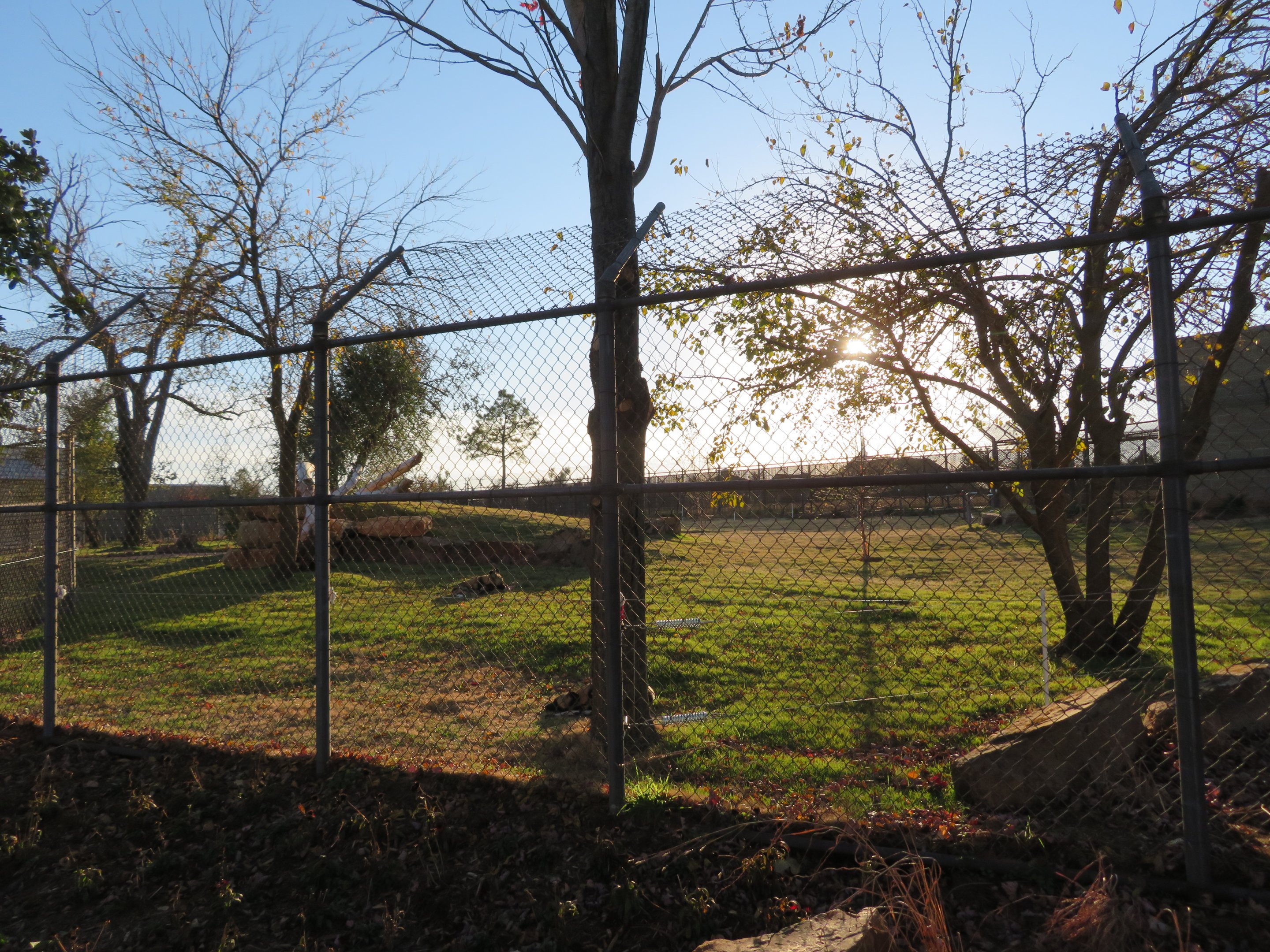 Predator Pass - Painted Dog Exhibit
