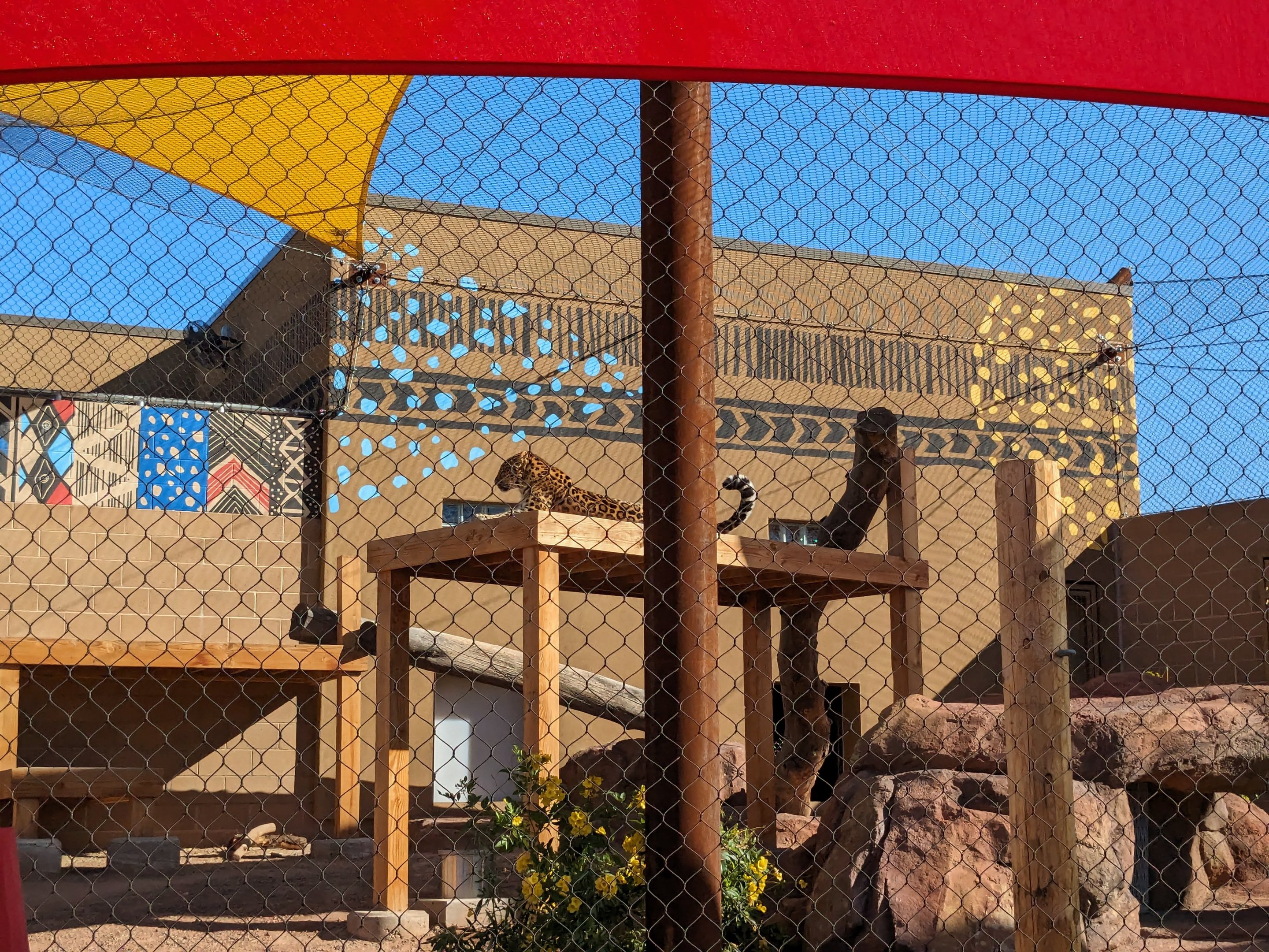 Predator Passage - Leopard