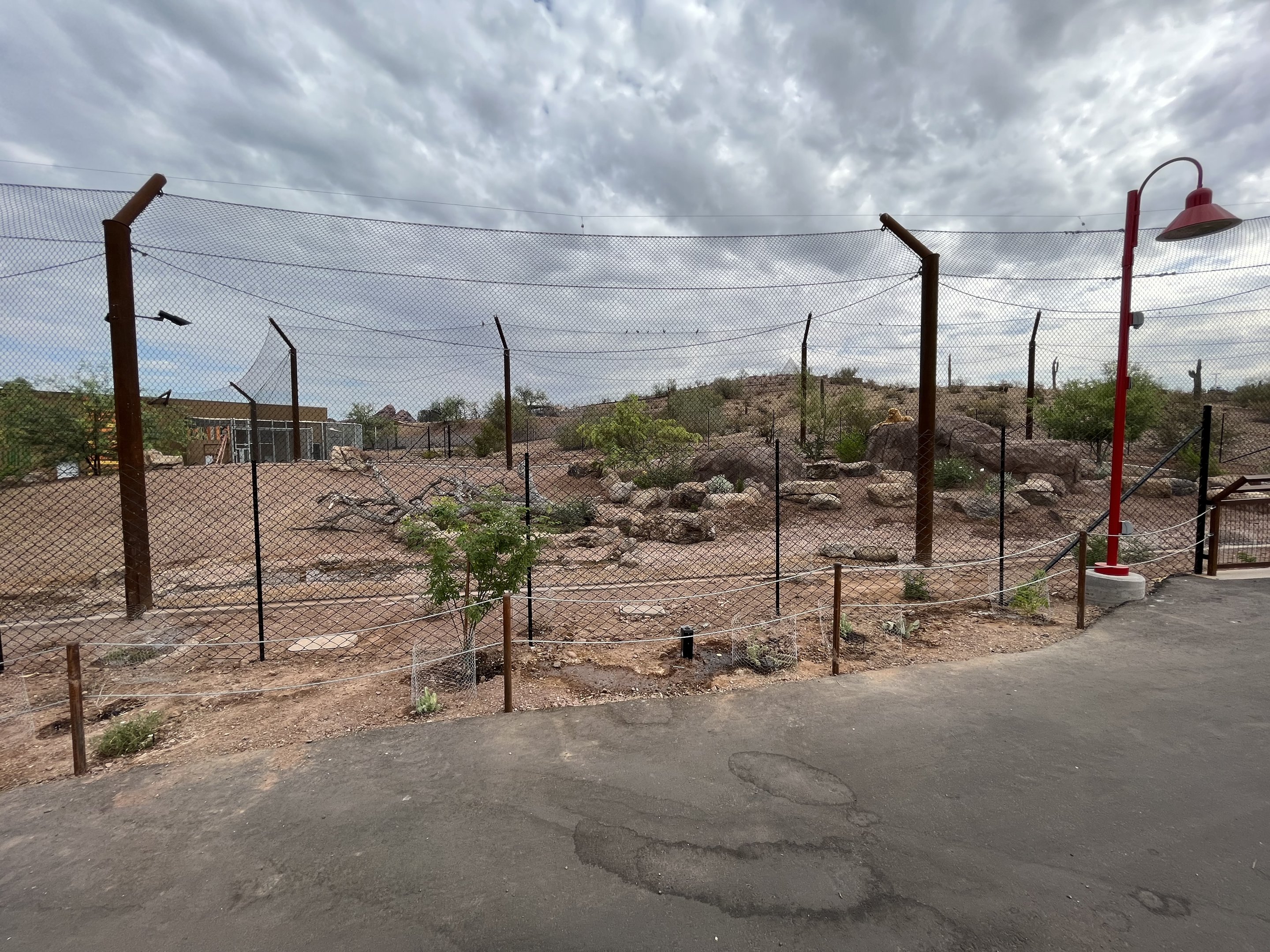 Predator Passage - lion exhibit