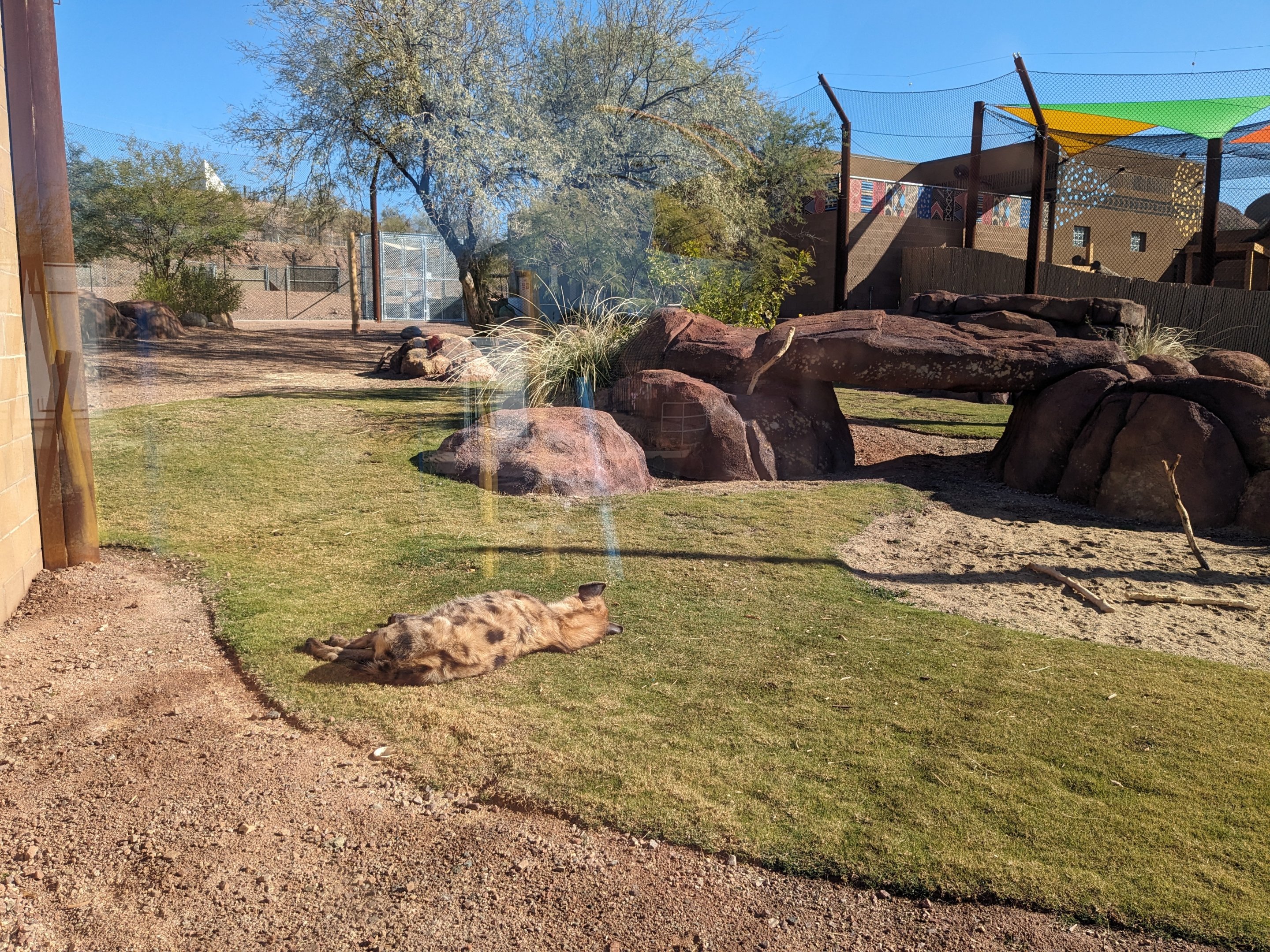 Predator Passage - spotted hyena