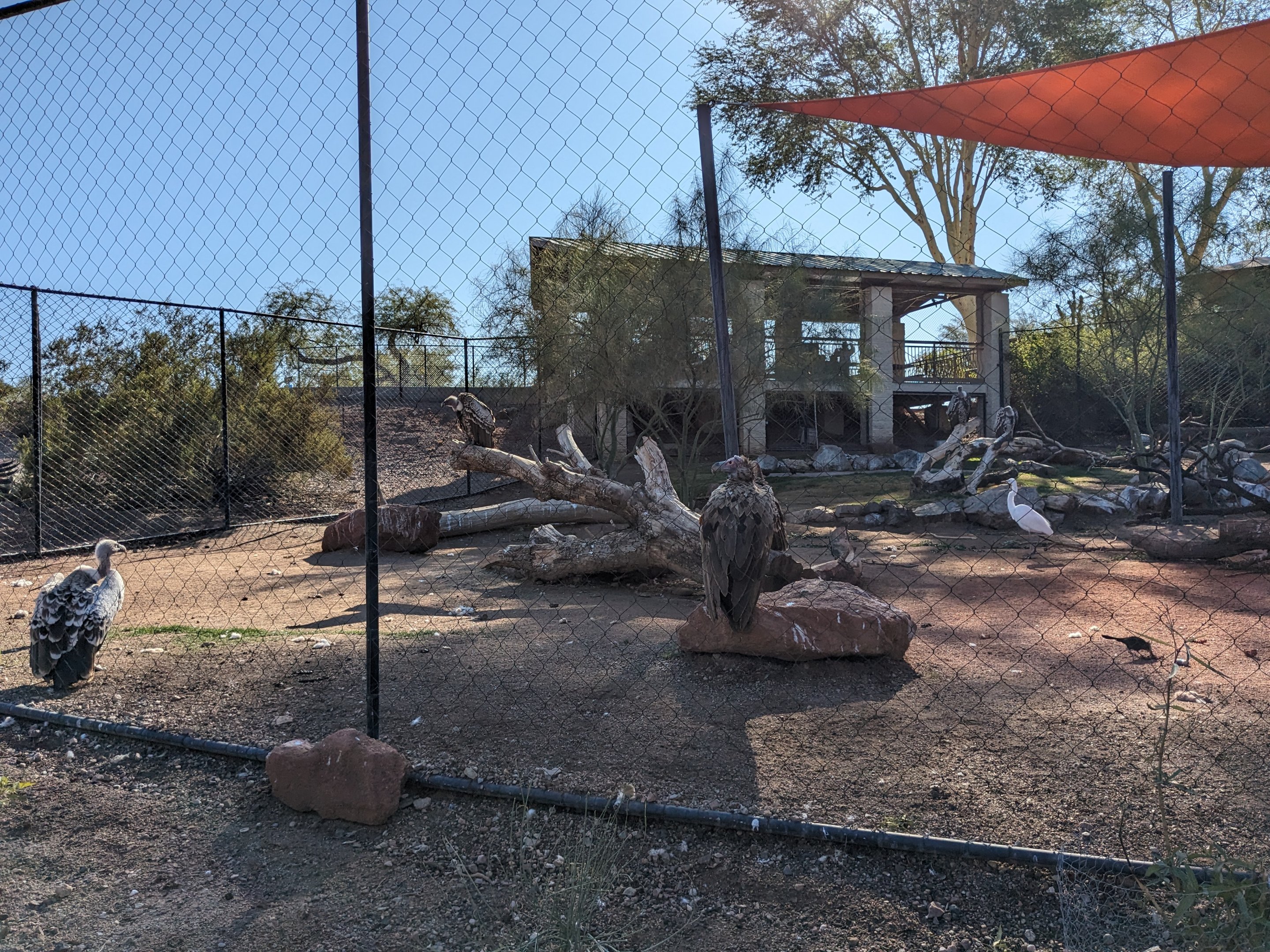 Predator Passage - Vultures