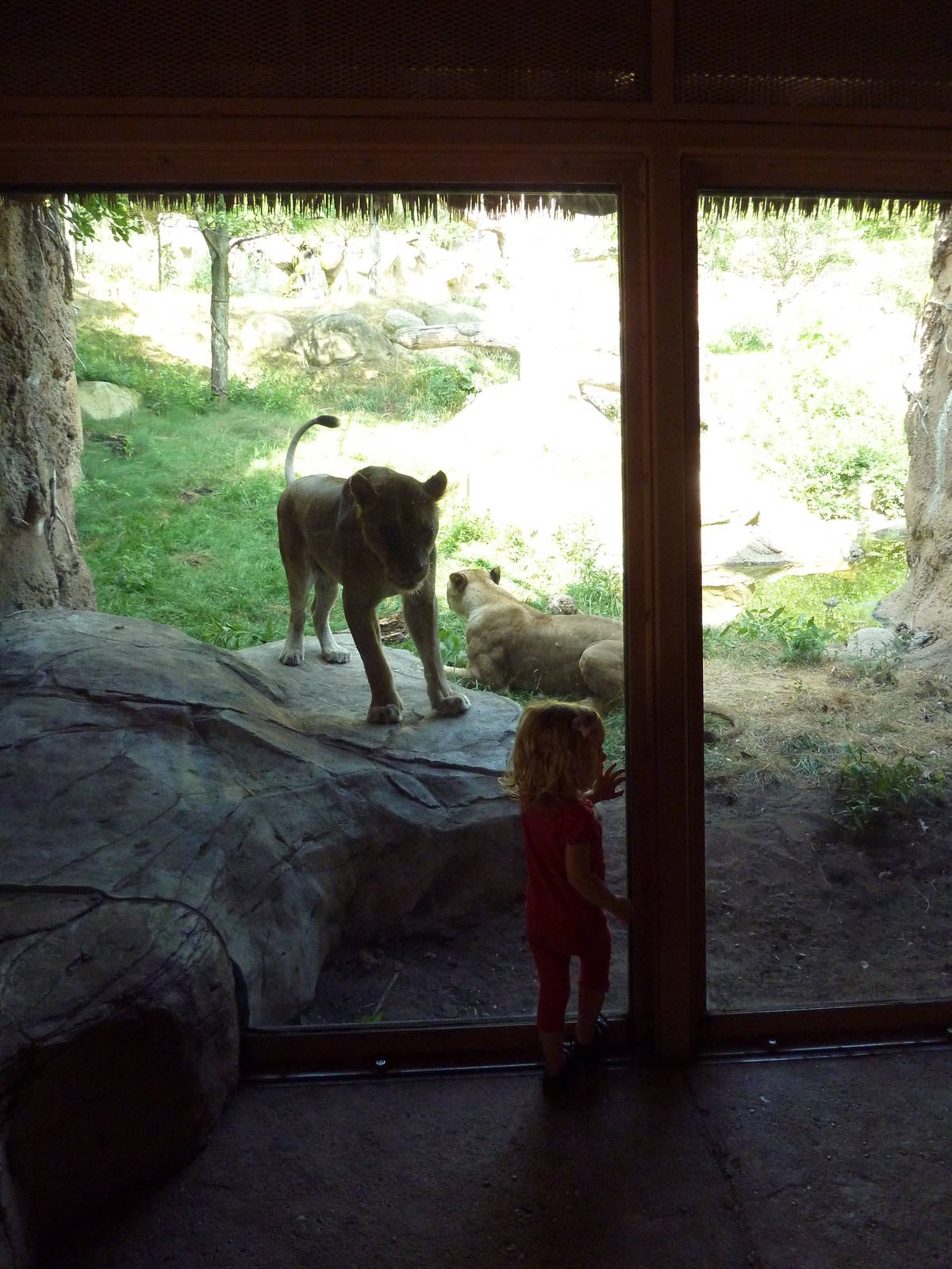 Predator + Prey (Snowleopard Cub)