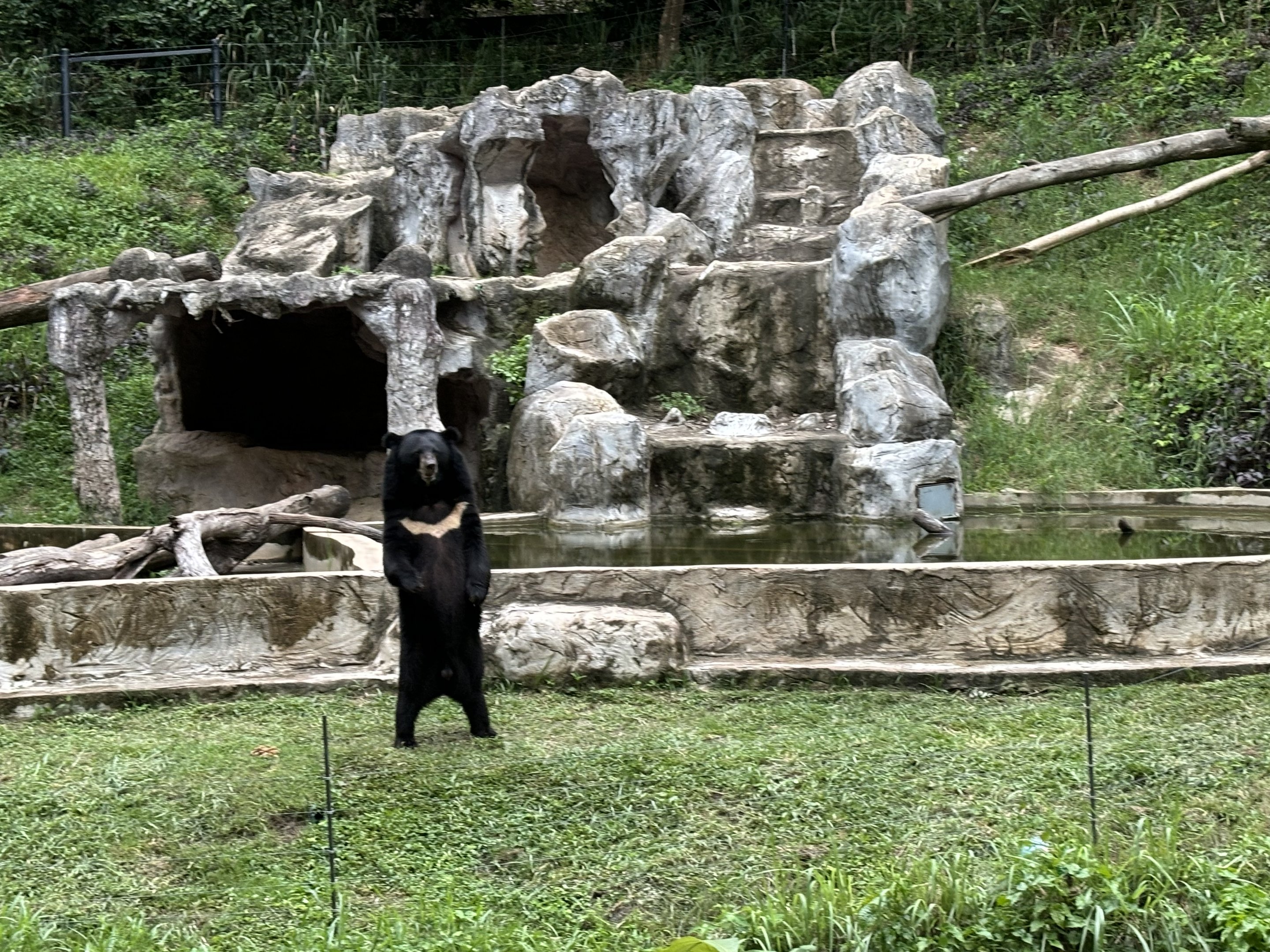 Predator Prowl Safari - Asiatic Black Bear Exhibit