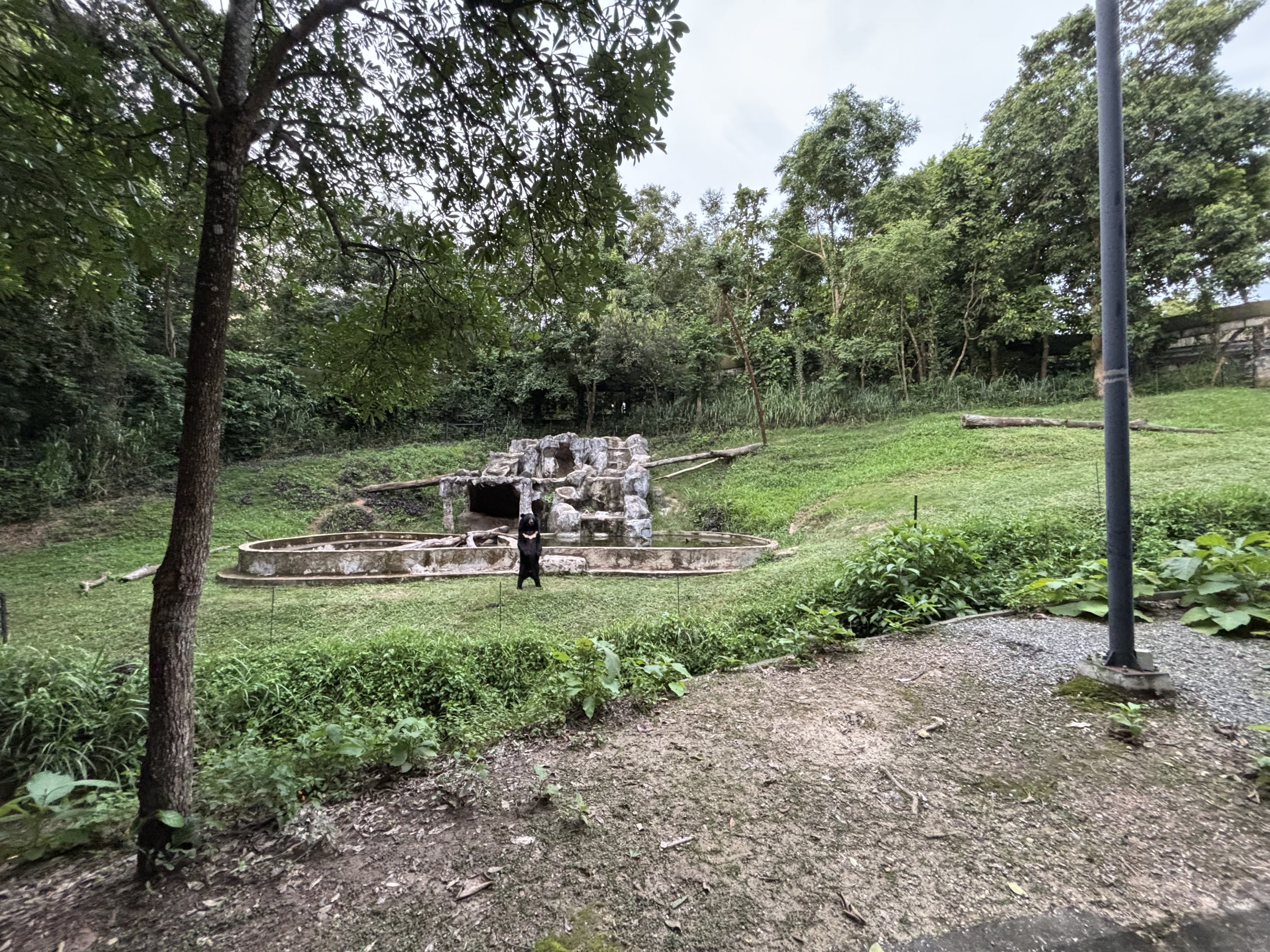 Predator Prowl Safari - Asiatic Black Bear Exhibit
