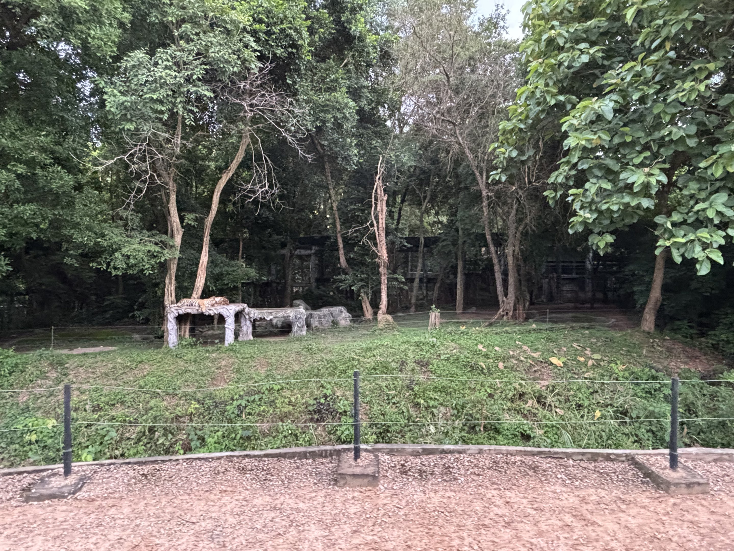 Predator Prowl Safari - Indochinese Tiger Exhibit