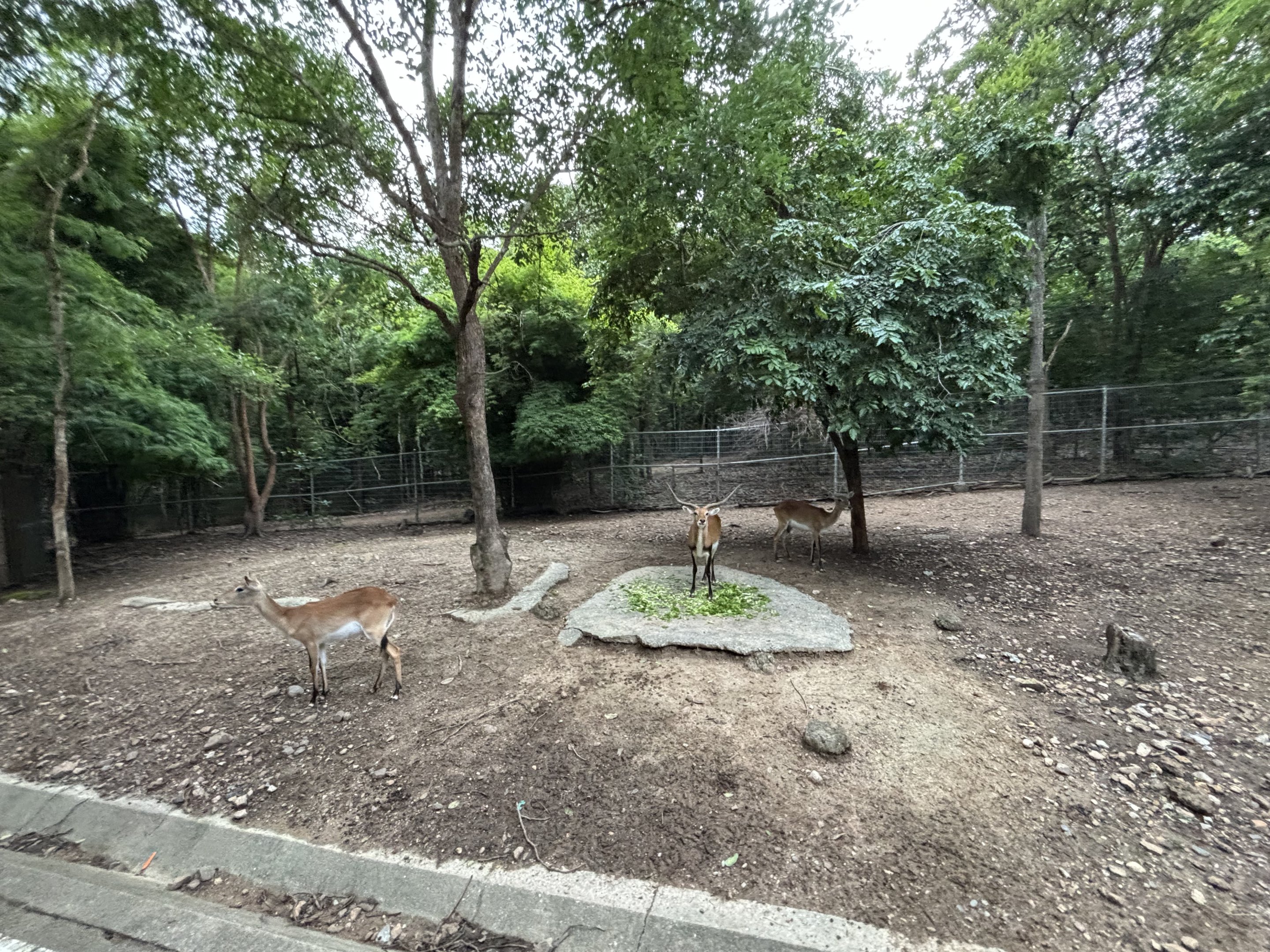 Predator Prowl Safari - Kafue Lechwe Exhibit