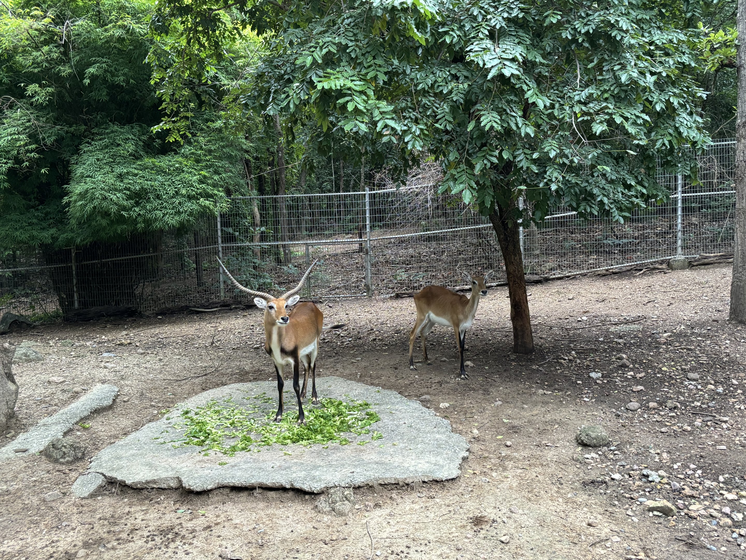 Predator Prowl Safari - Kafue Lechwe + Nyala Exhibit