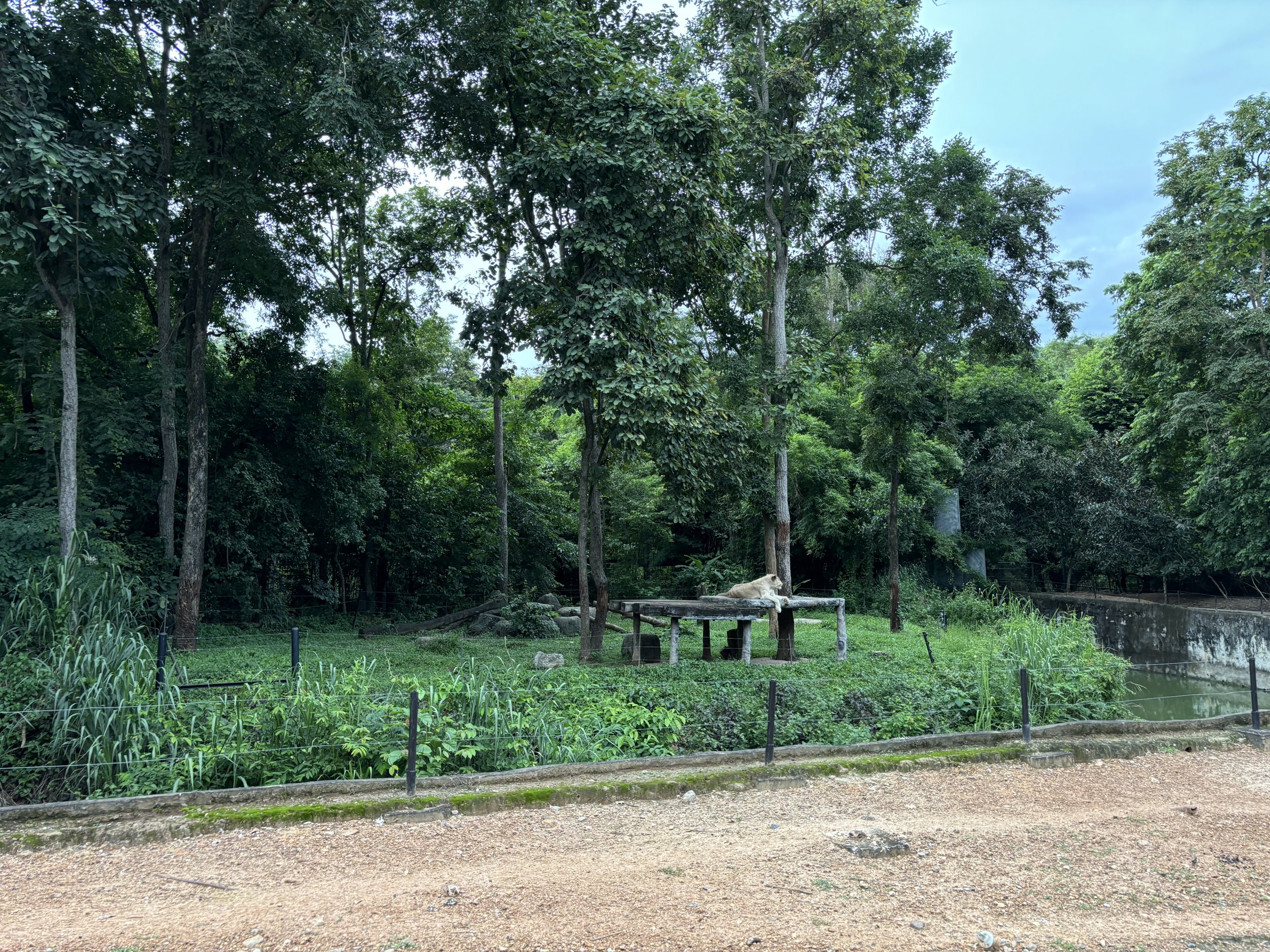 Predator Prowl Safari - Lion Exhibit