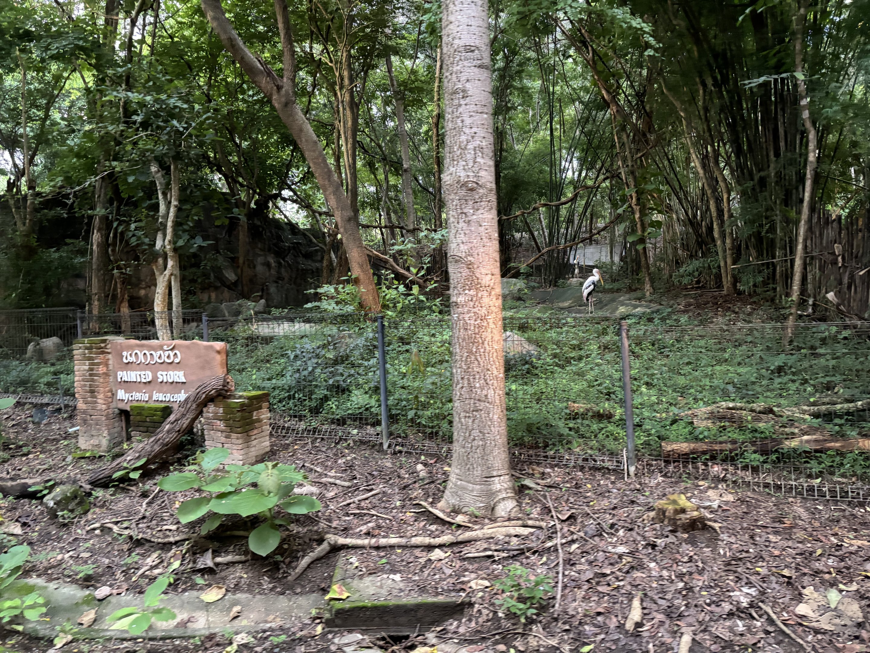 Predator Prowl Safari - Painted Stork Exhibit