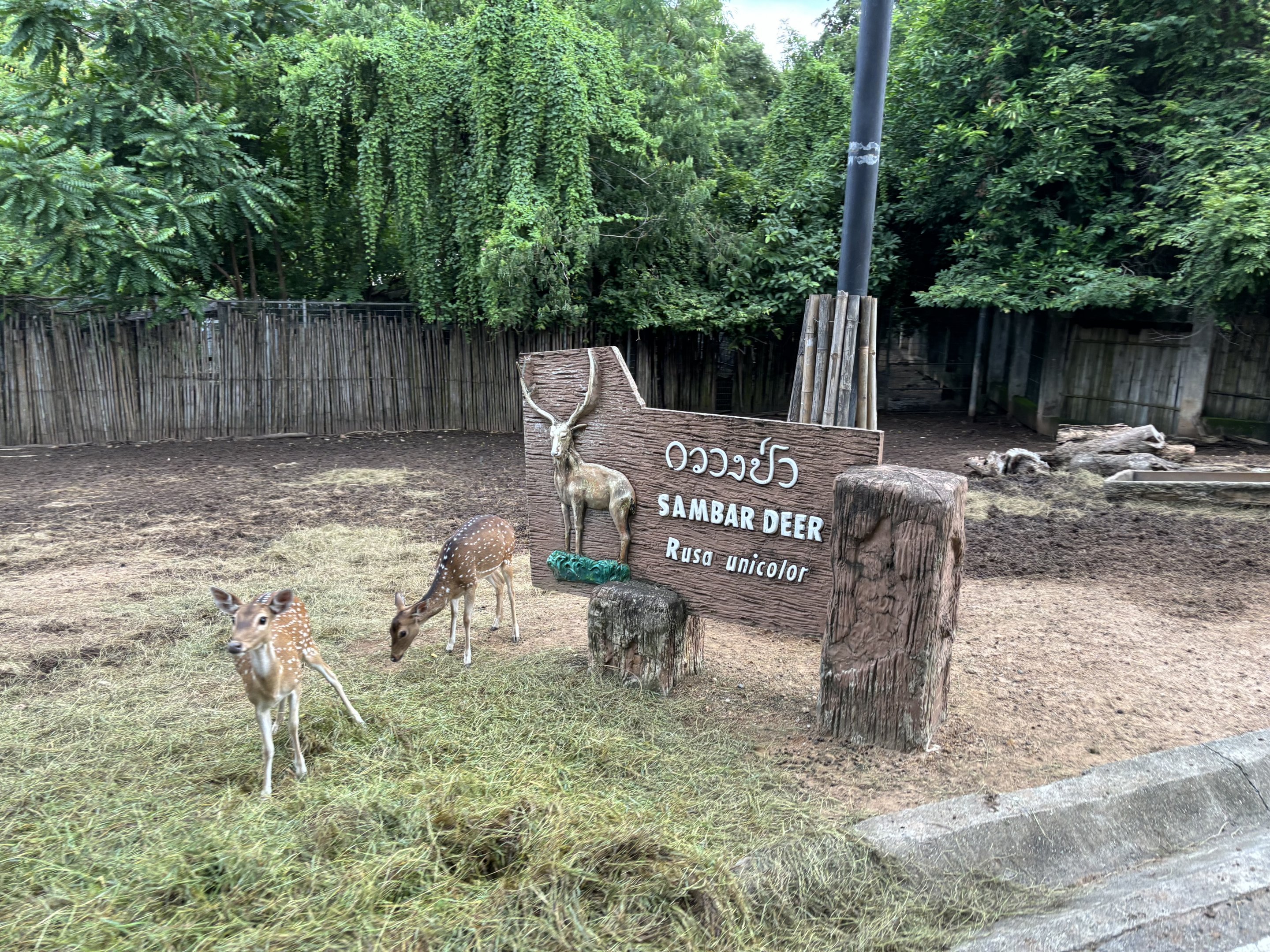 Predator Prowl Safari - Sambar Deer Exhibit