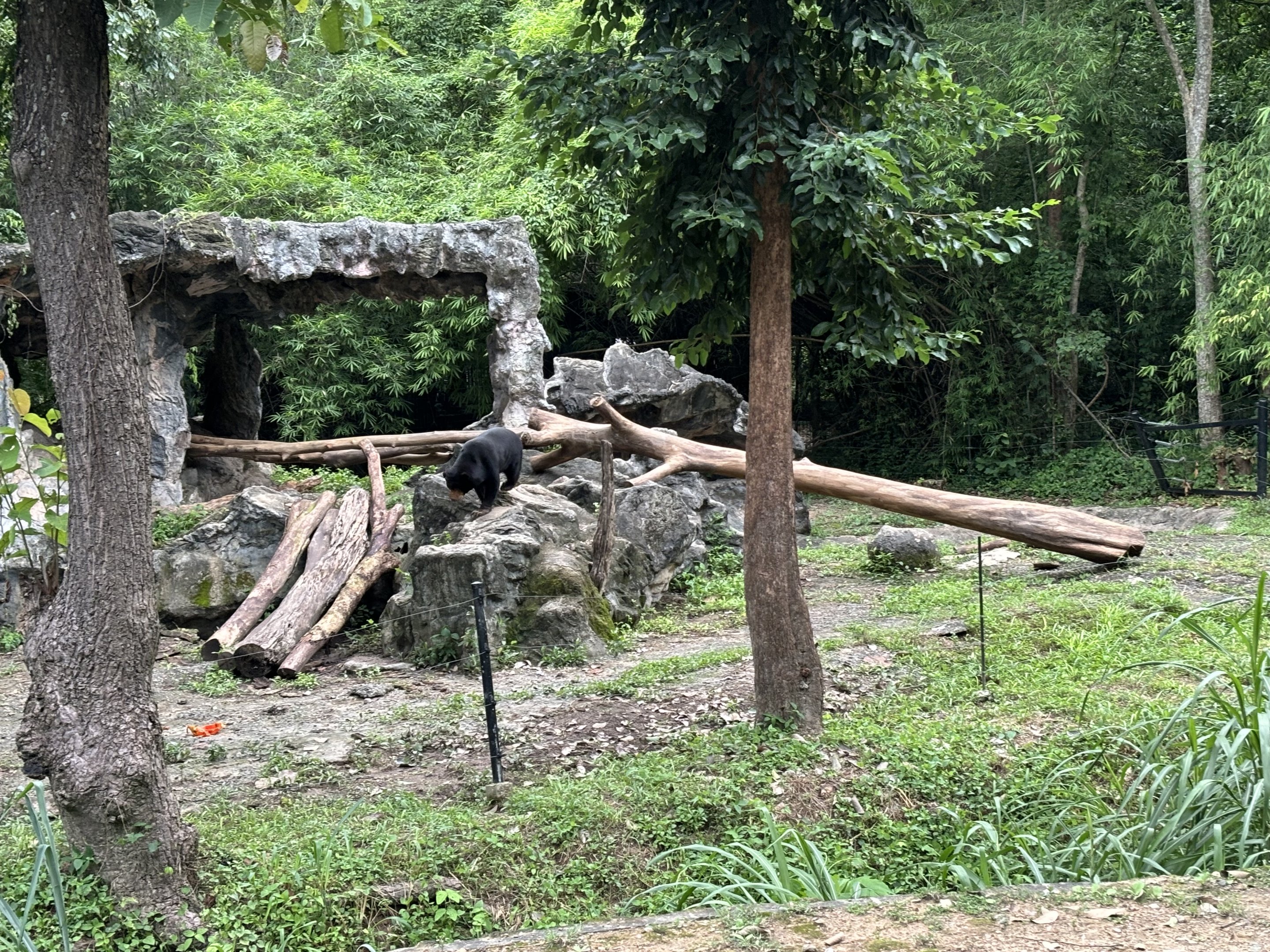 Predator Prowl Safari - Sun Bear Exhibit