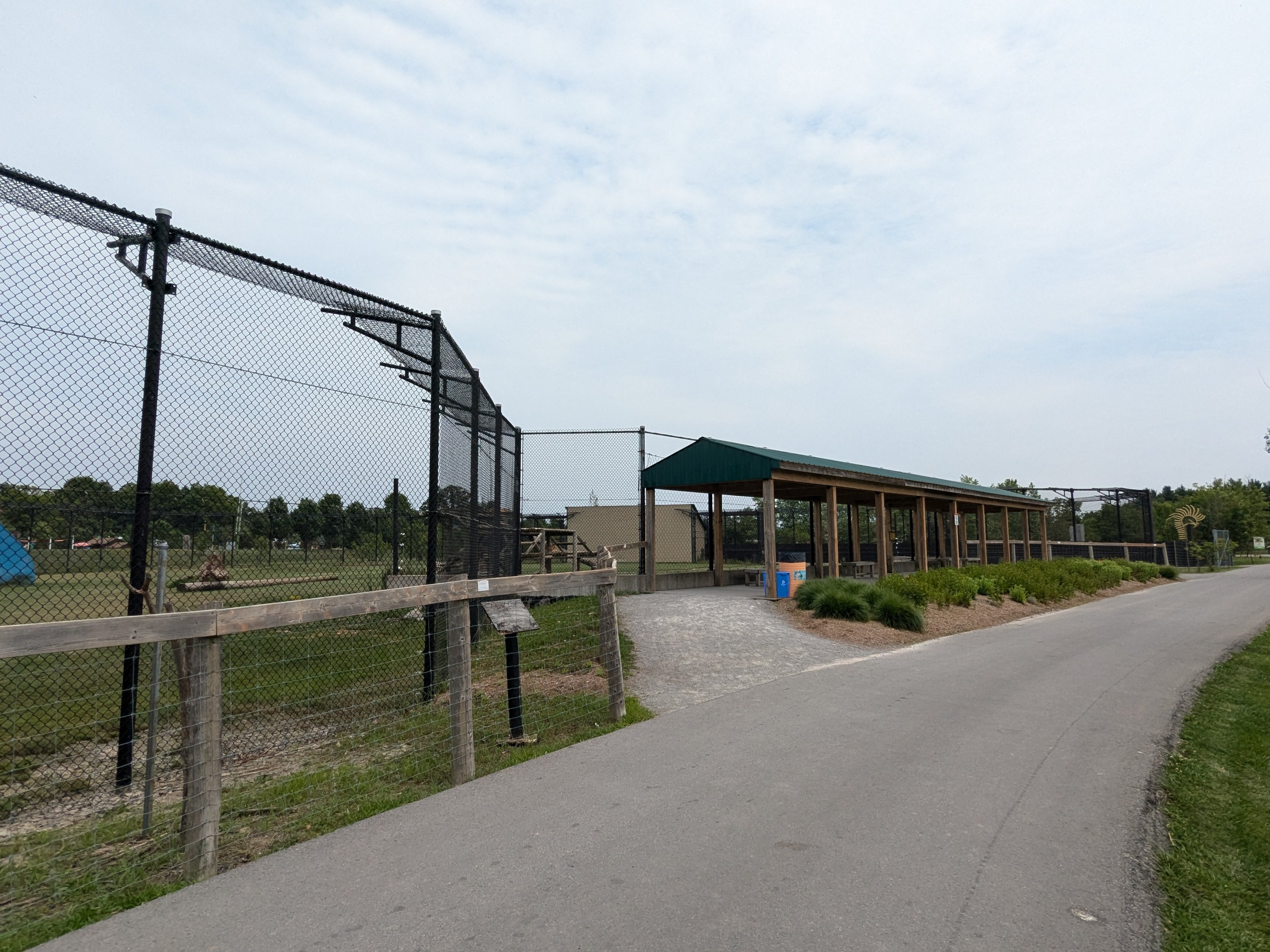 Predator Ridge - African lions