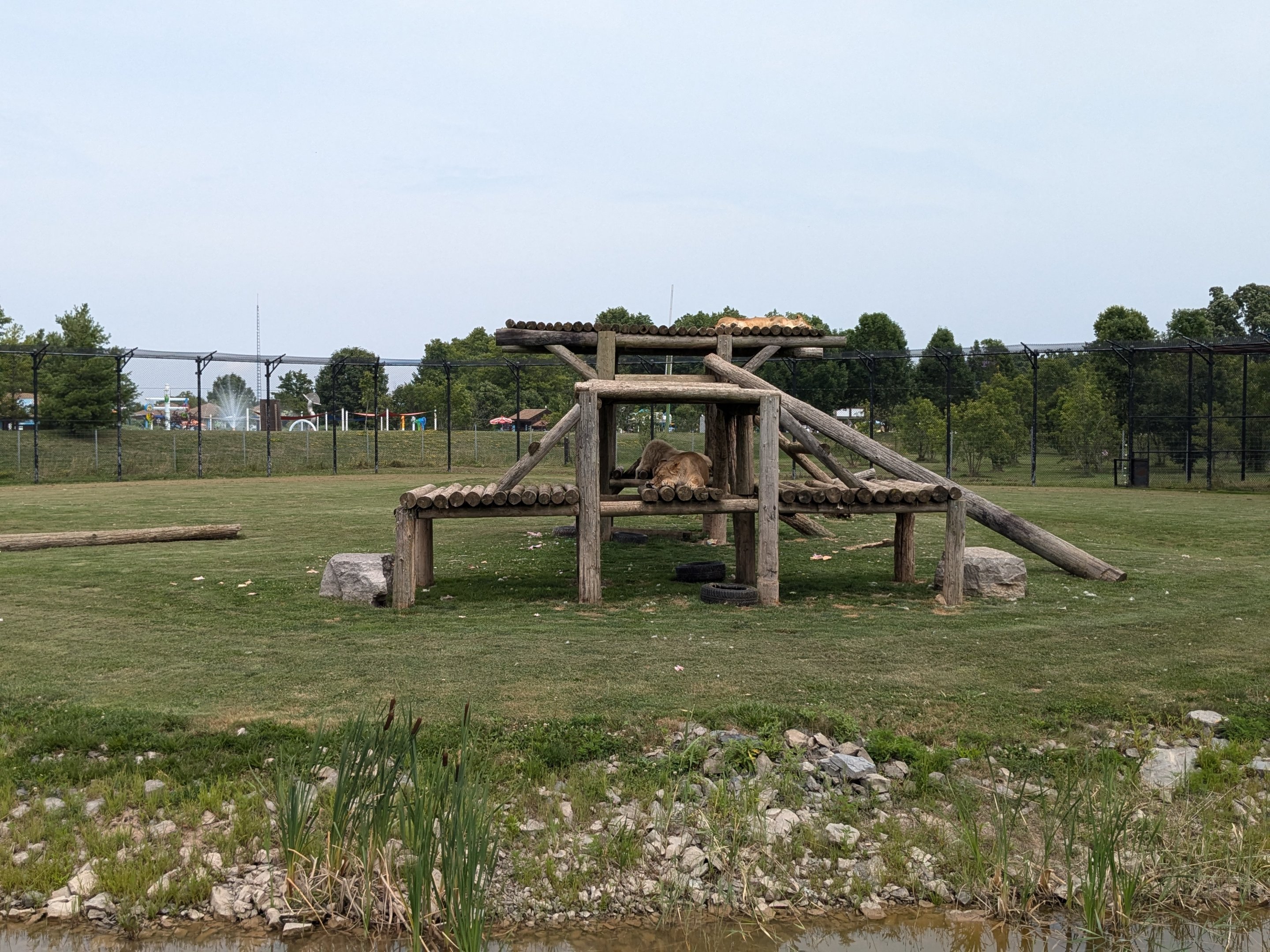 Predator Ridge - African lions