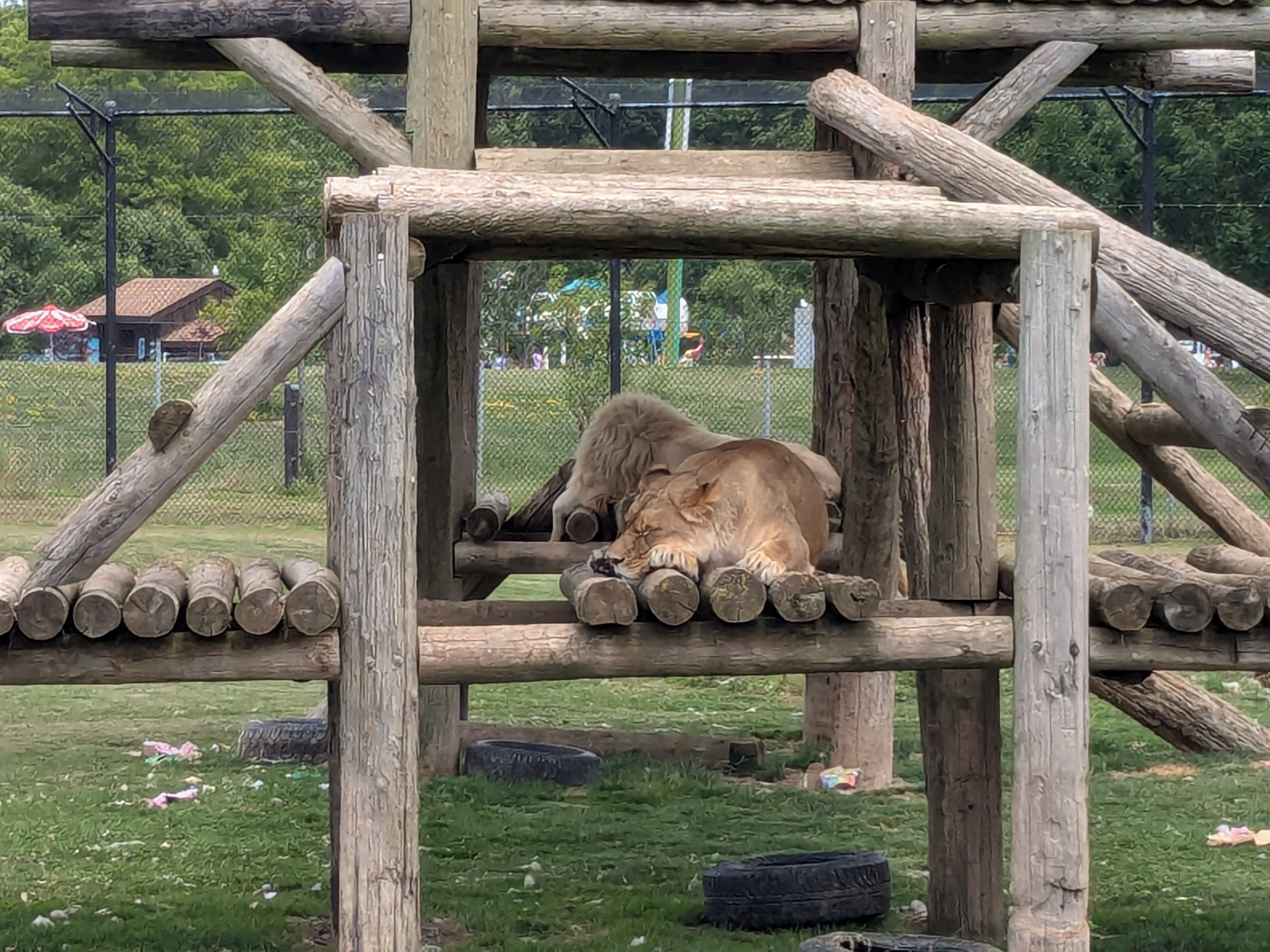 Predator Ridge - African lions