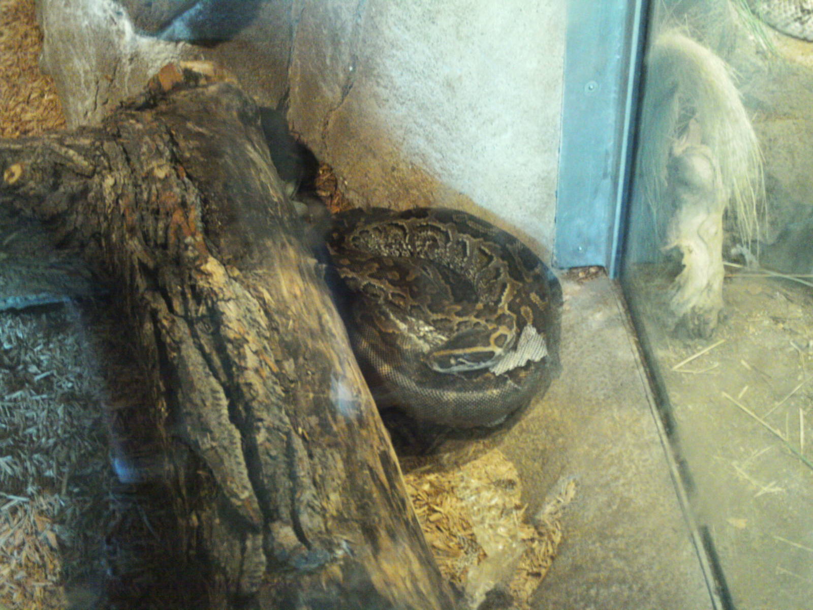 predator ridge- african rock python
