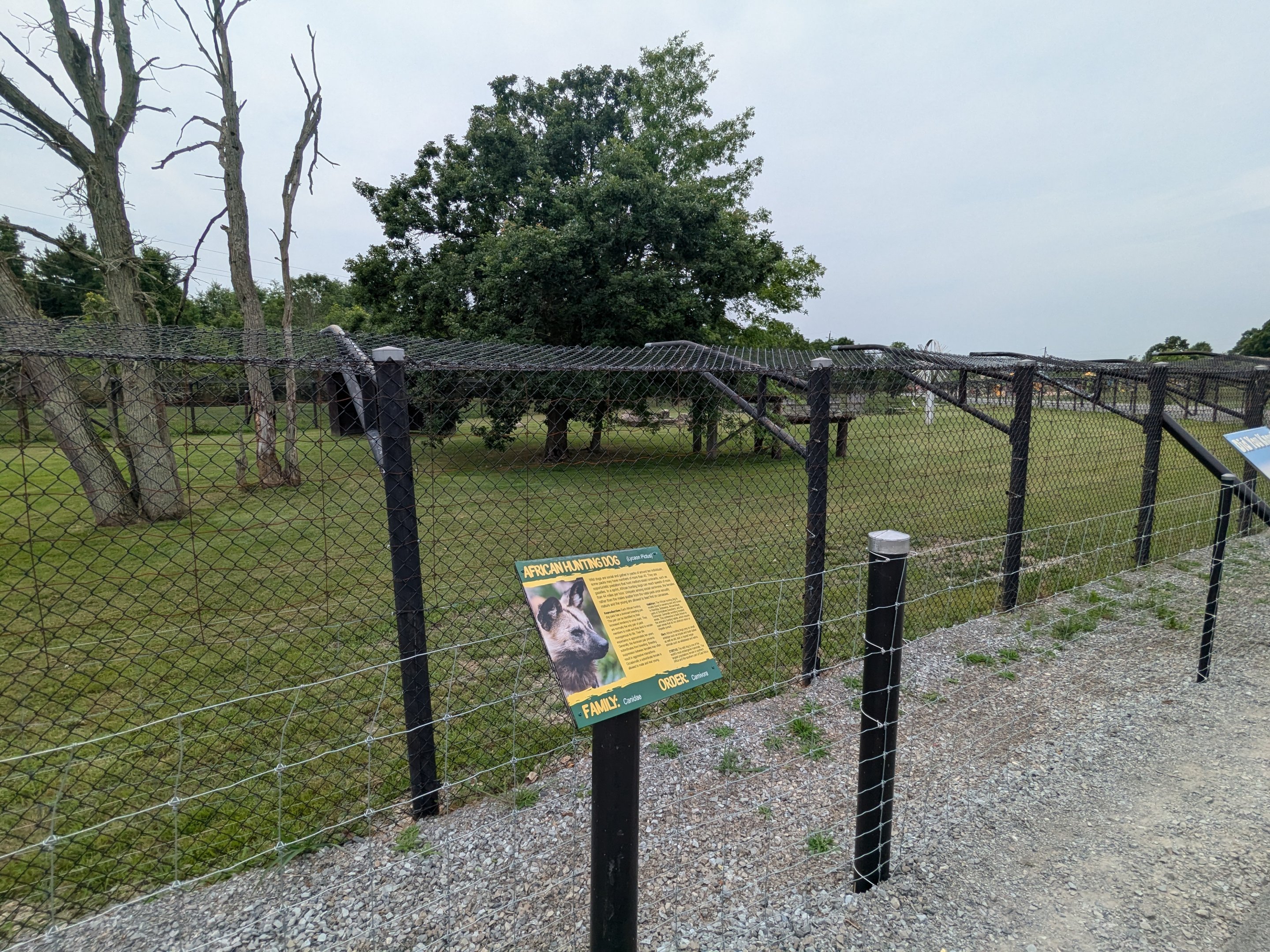 Predator Ridge - African wild dogs