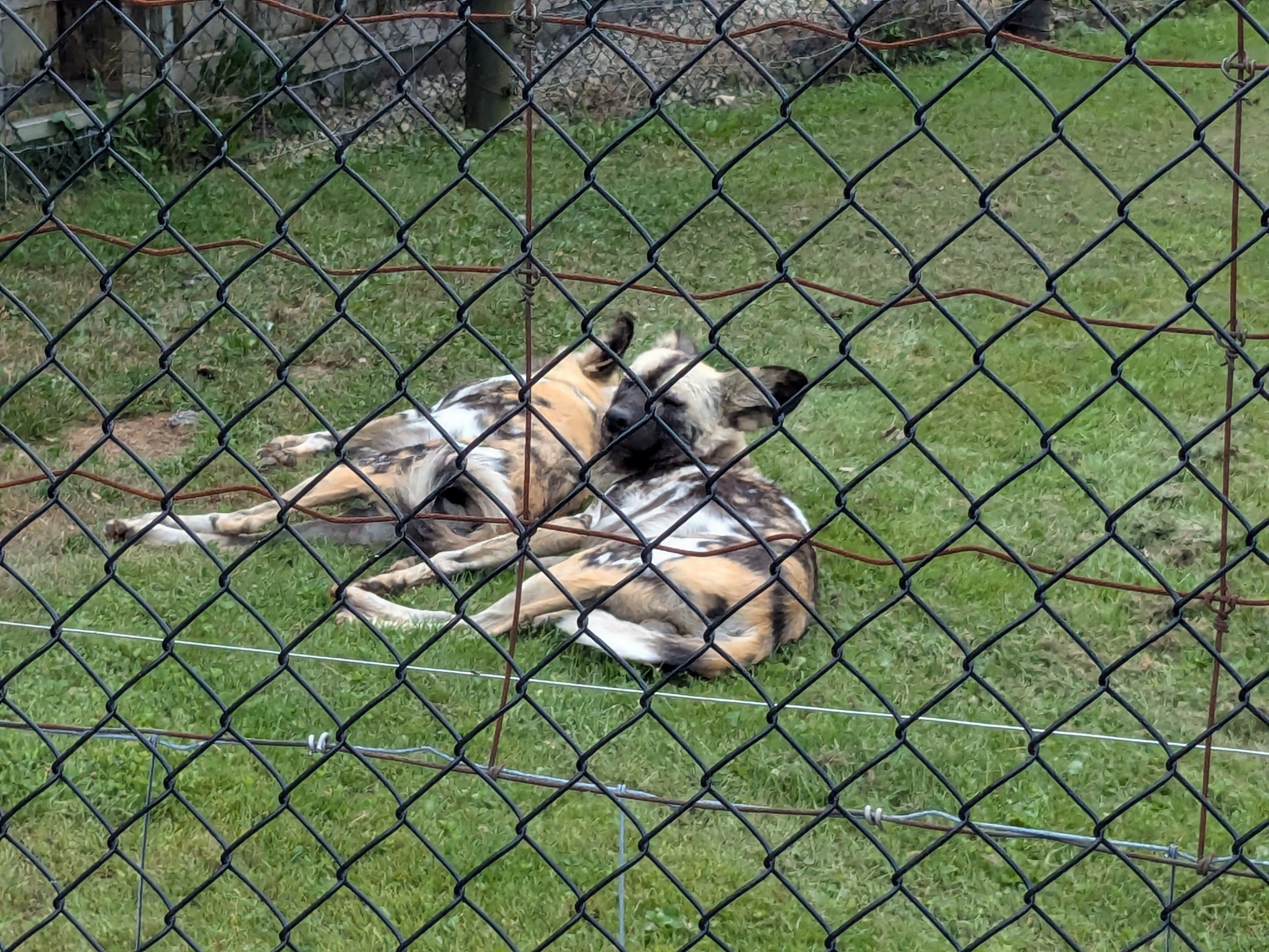 Predator Ridge - African wild dogs