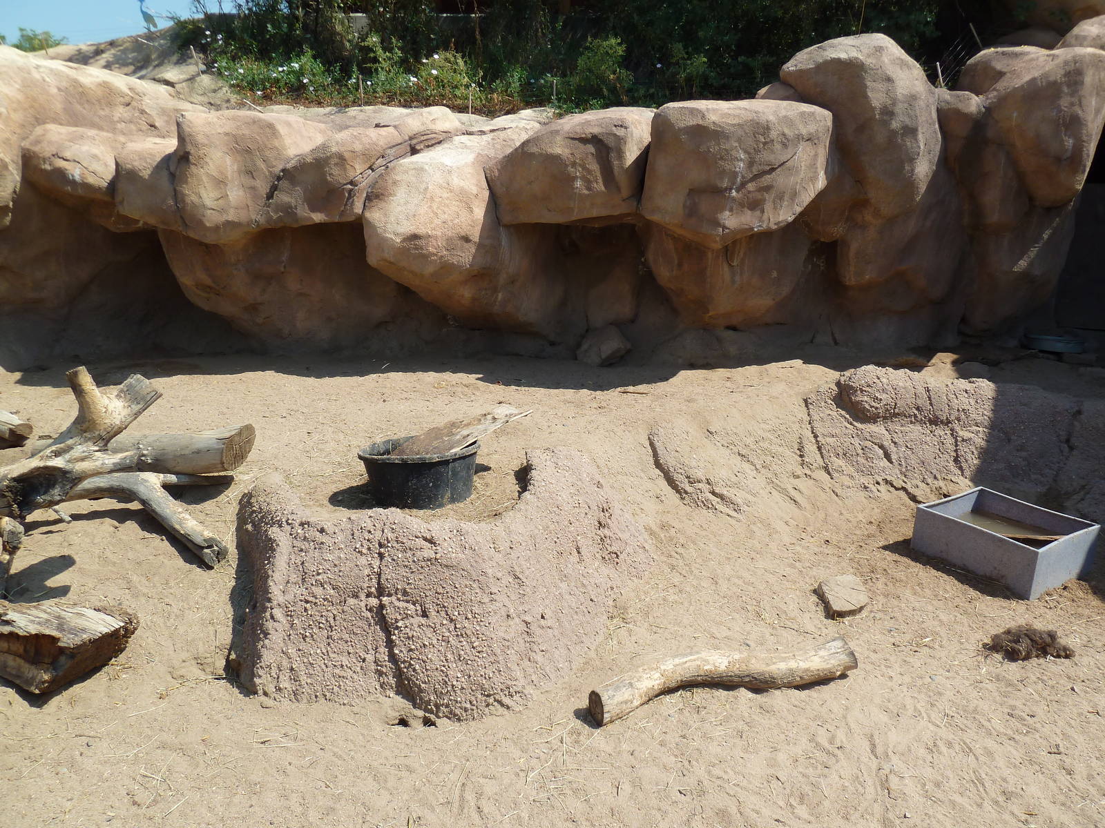 Predator Ridge - Banded Mongoose/African Crested Porcupine Exhibit