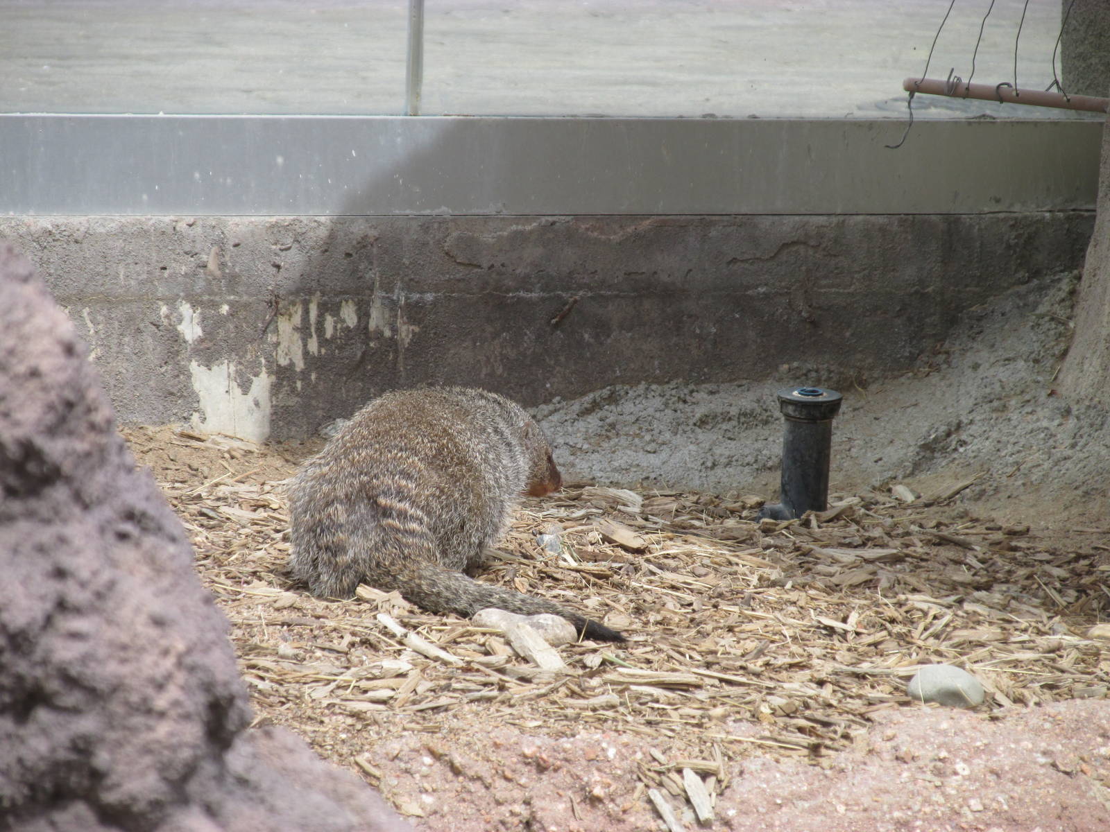 Predator Ridge - Banded Mongoose