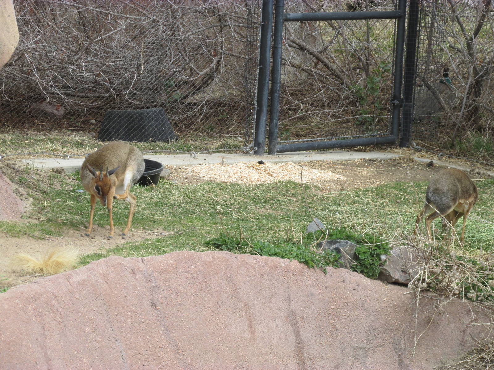 Predator Ridge - Dik Diks