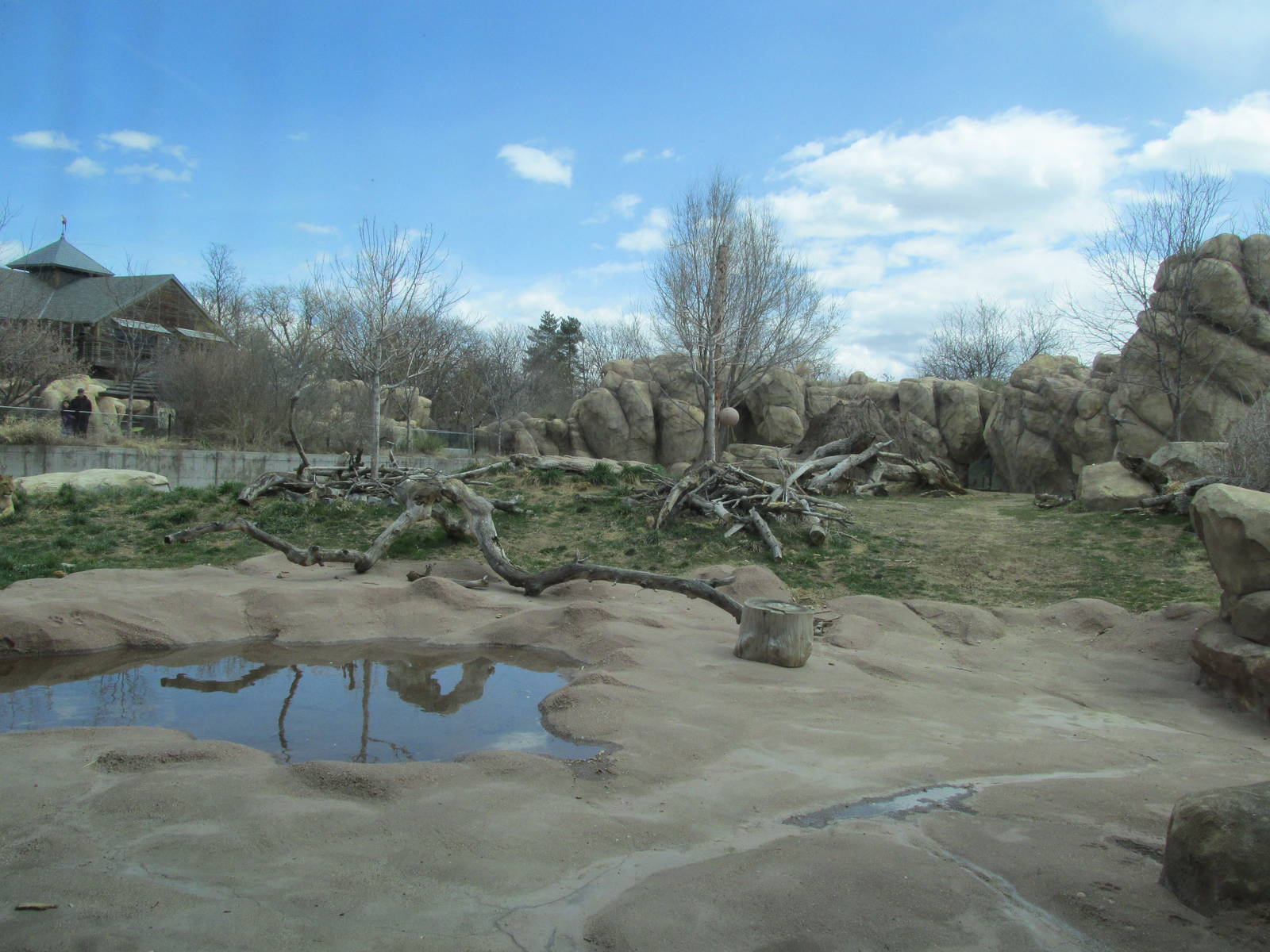 Predator Ridge - Lion Exhibit