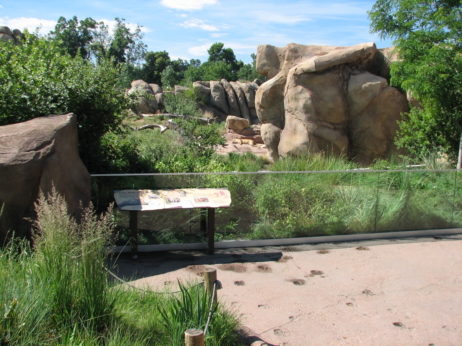 Predator Ridge - Lion Exhibit