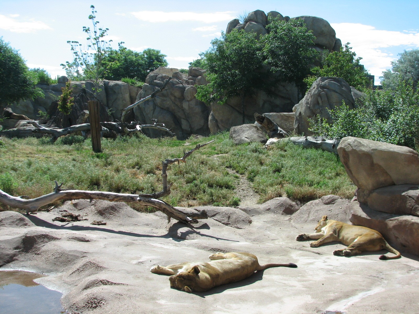 Predator Ridge - Lion Exhibit